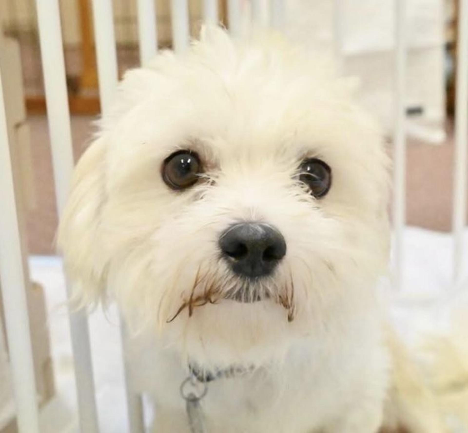 pet-image-6