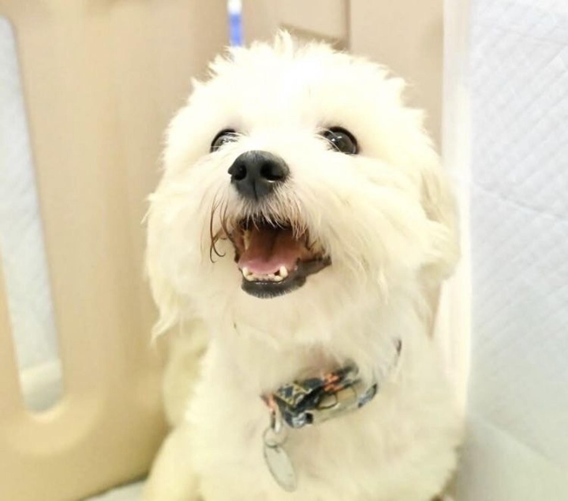 pet-image-7