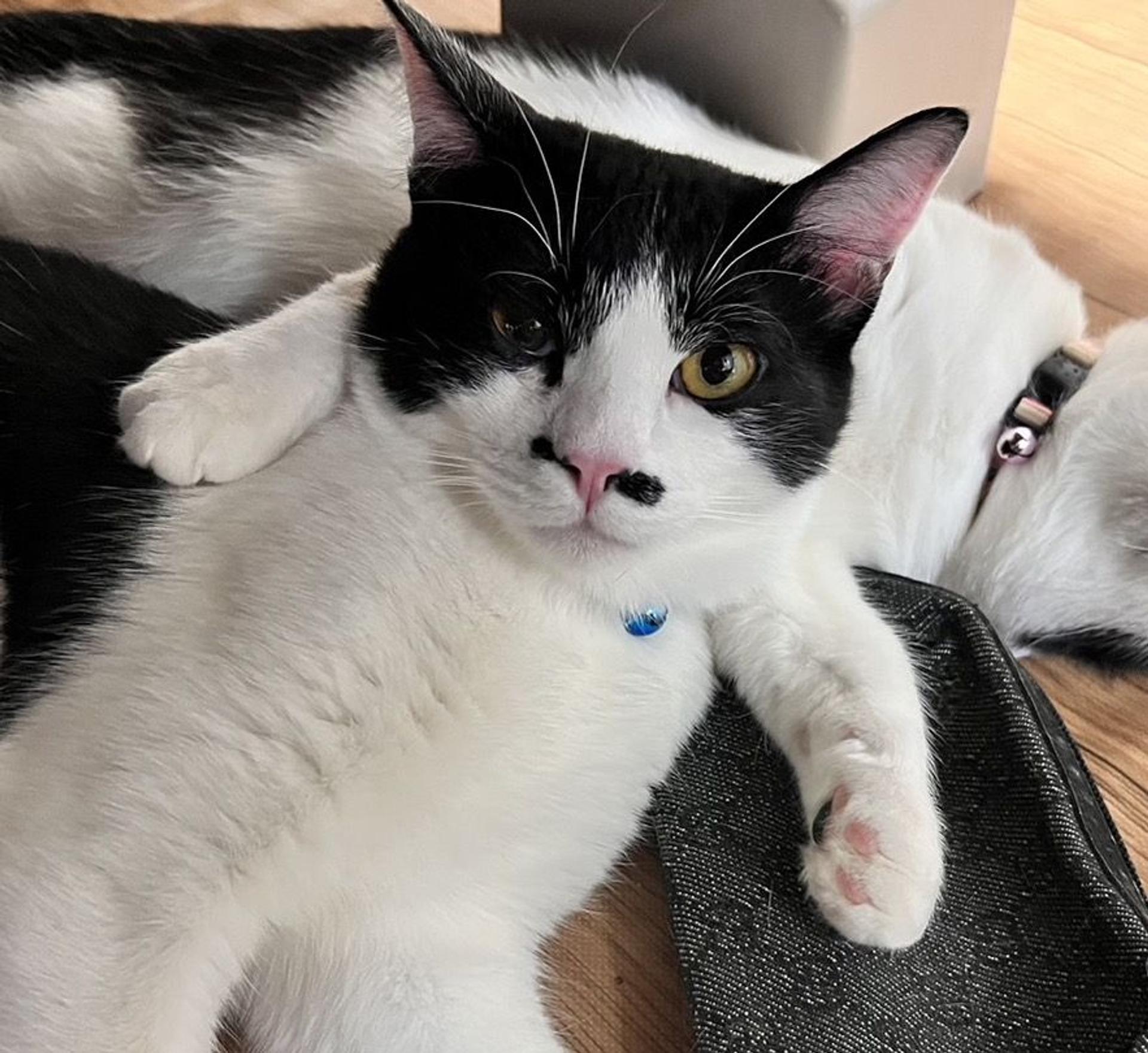 pet-image-3