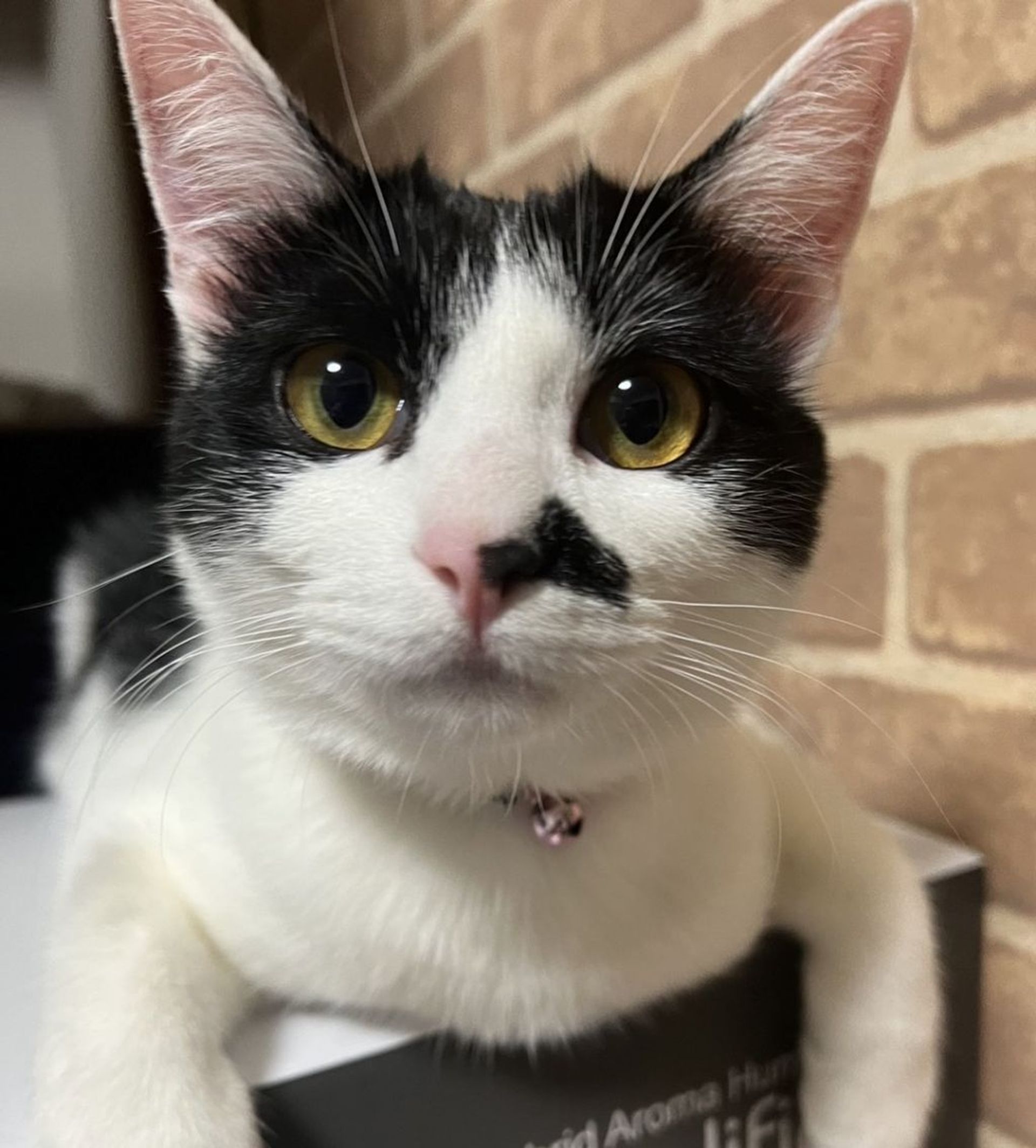 雑種（ミックス猫）・メスの里親募集の写真