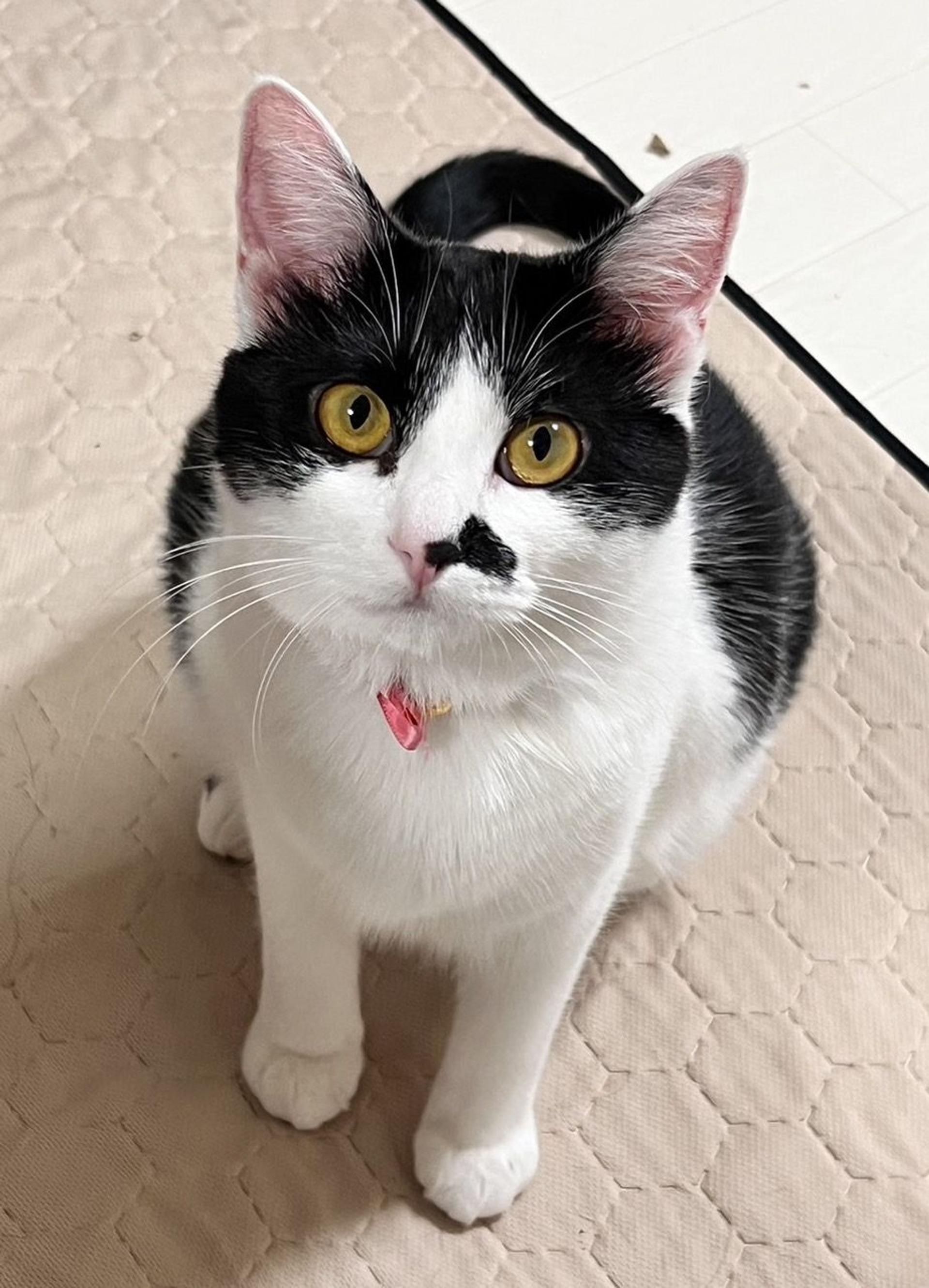 pet-image-2