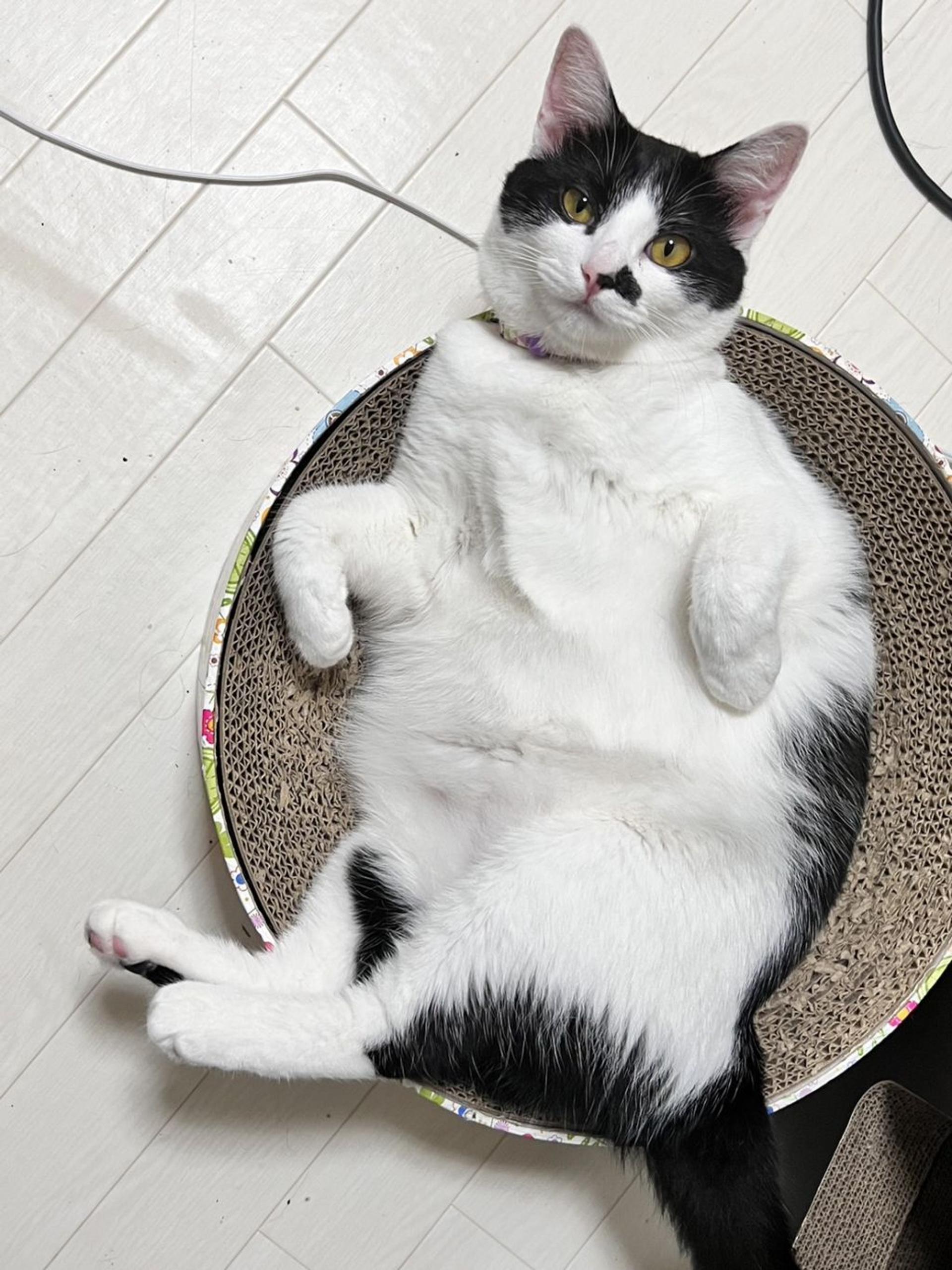 pet-image-4