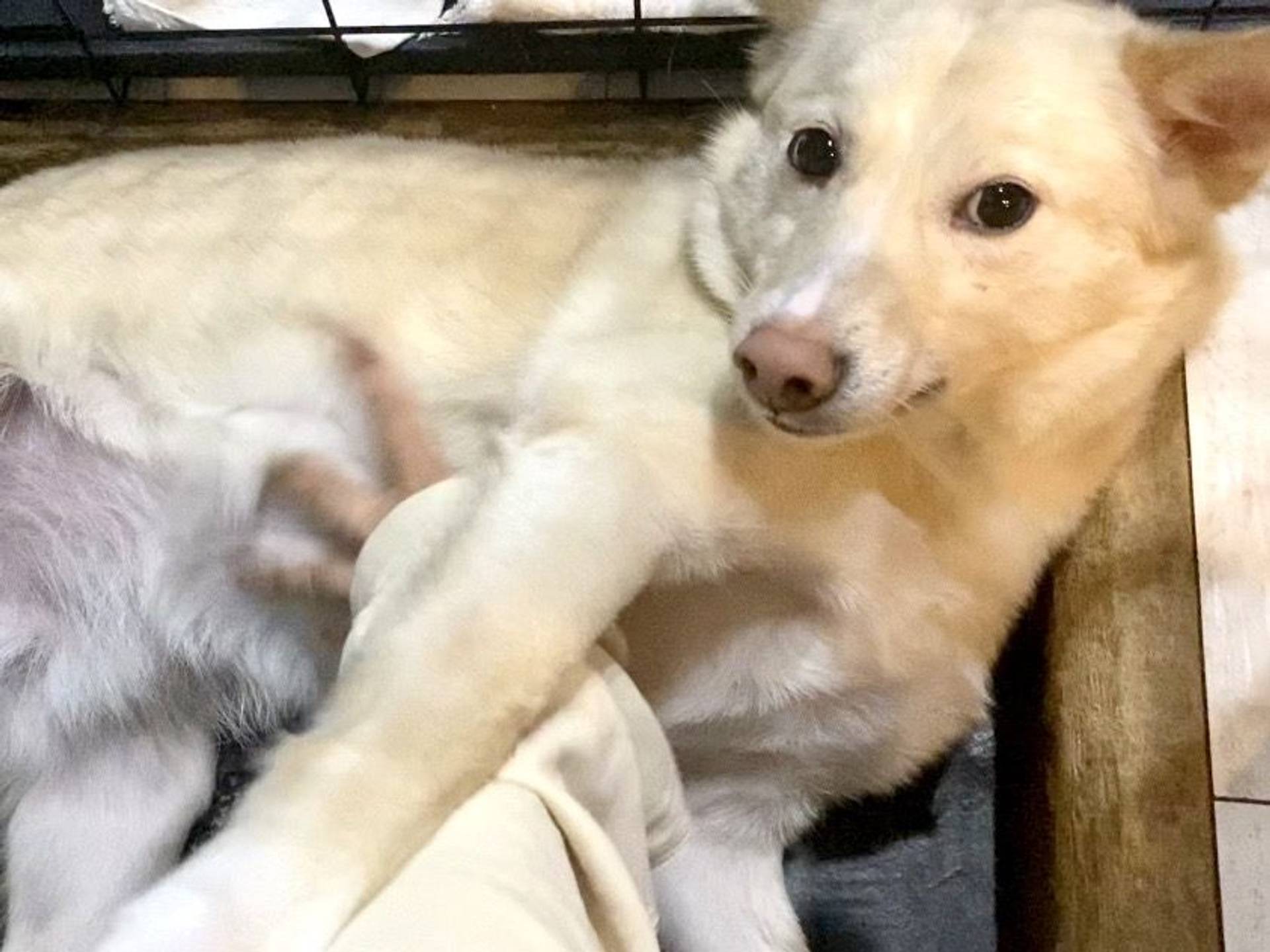 雑種（ミックス犬）・オスの里親募集の写真
