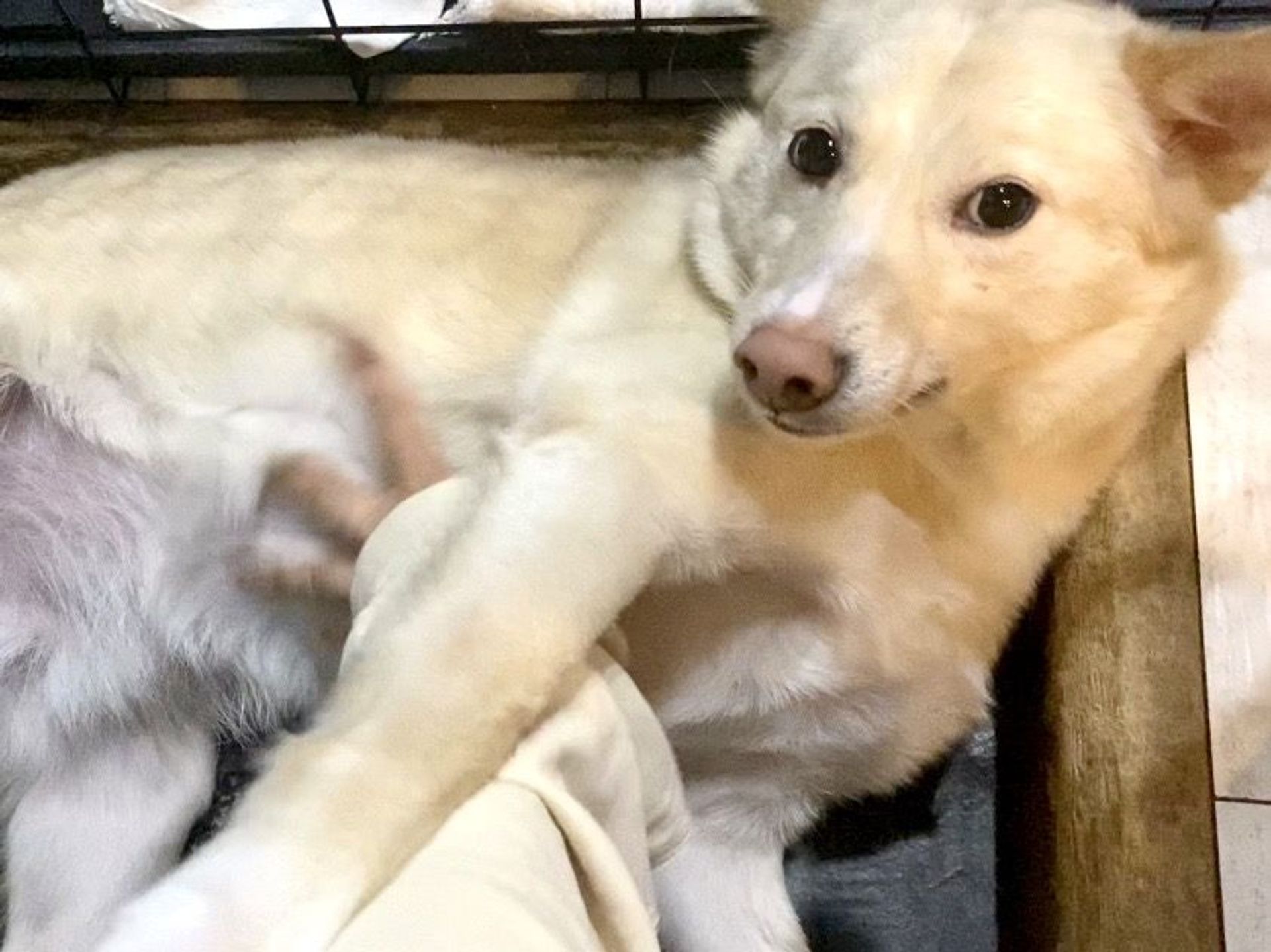 雑種（ミックス犬）・オスの里親募集の写真