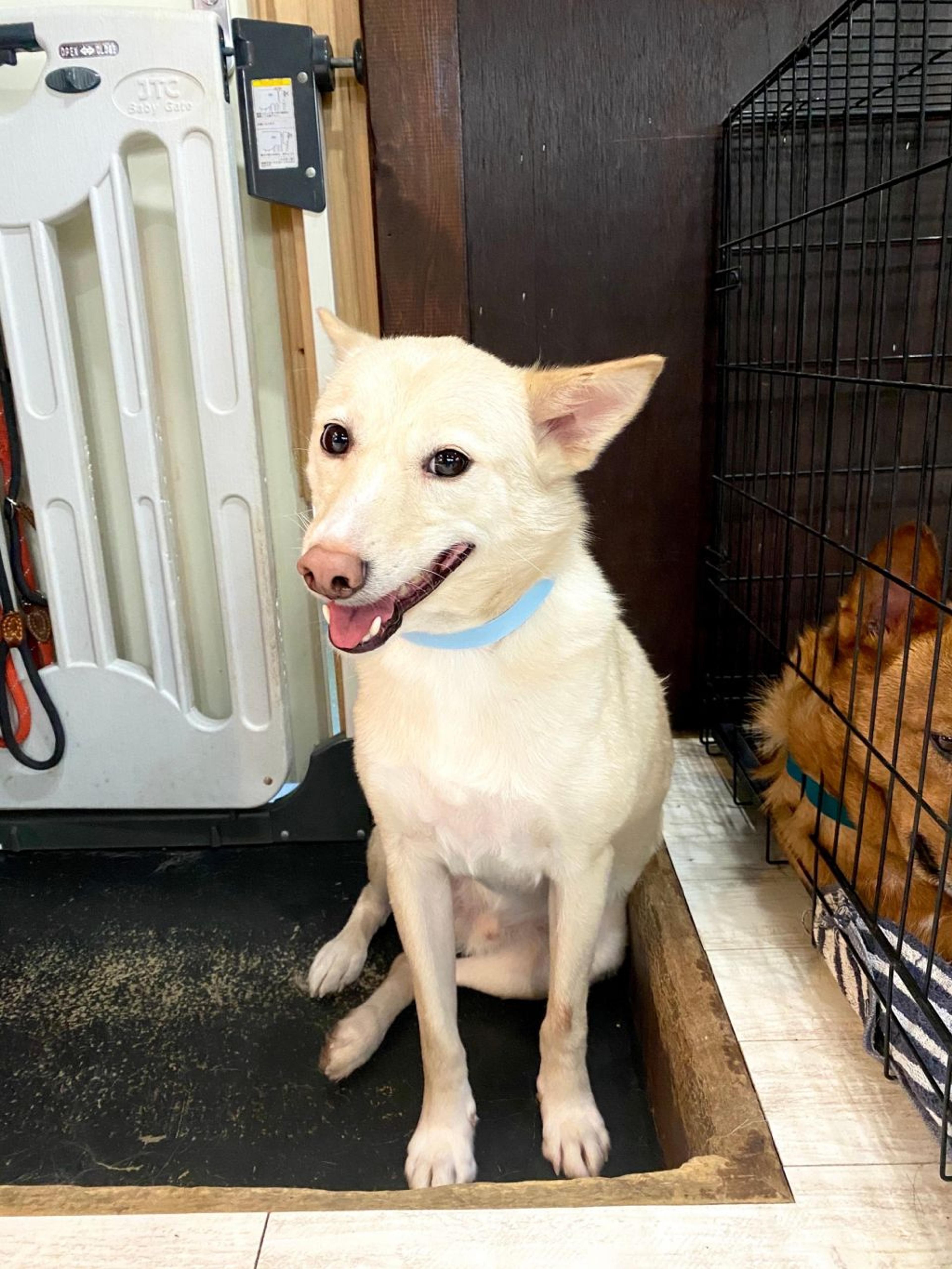 pet-image-2