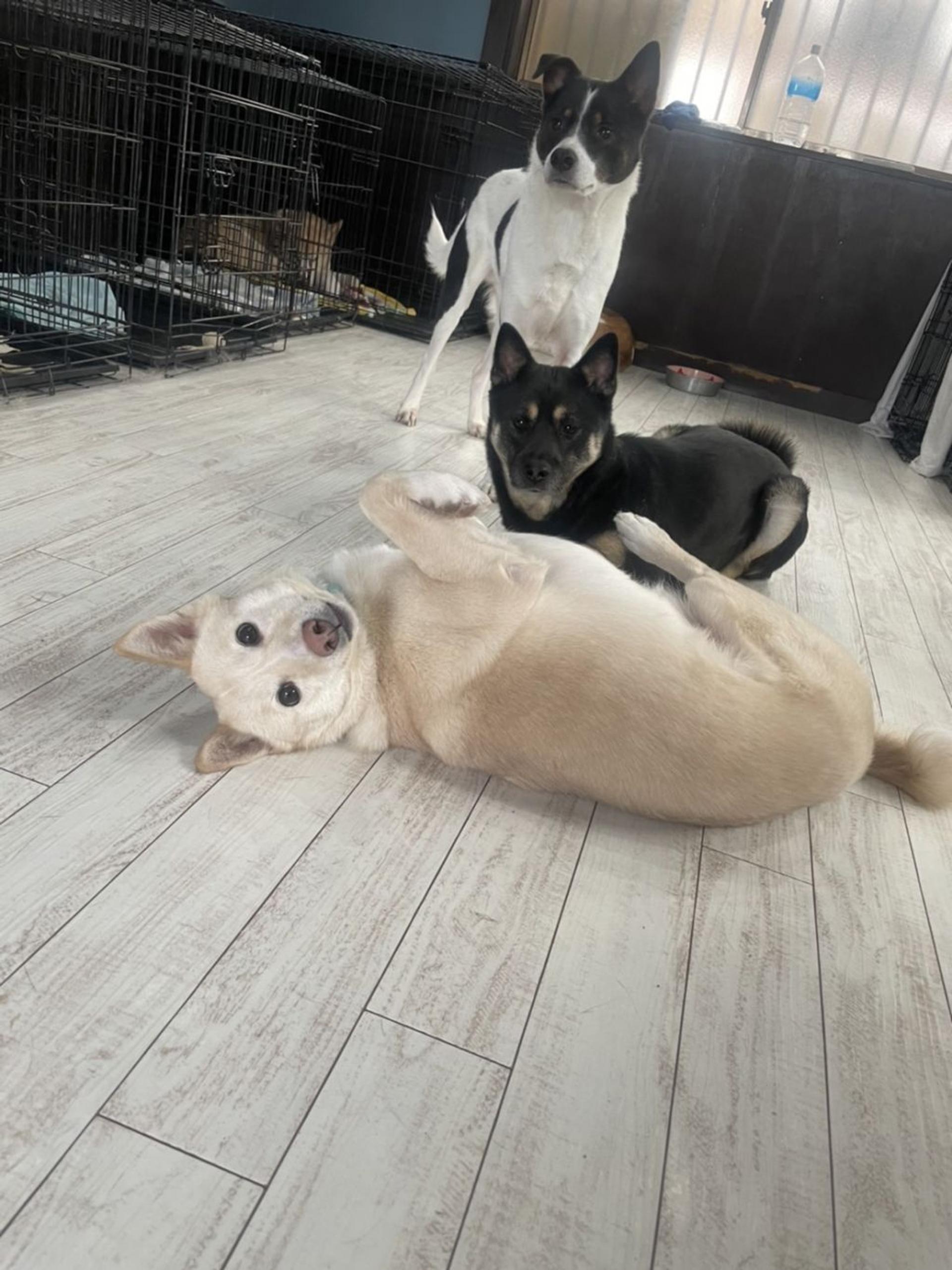 pet-image-5