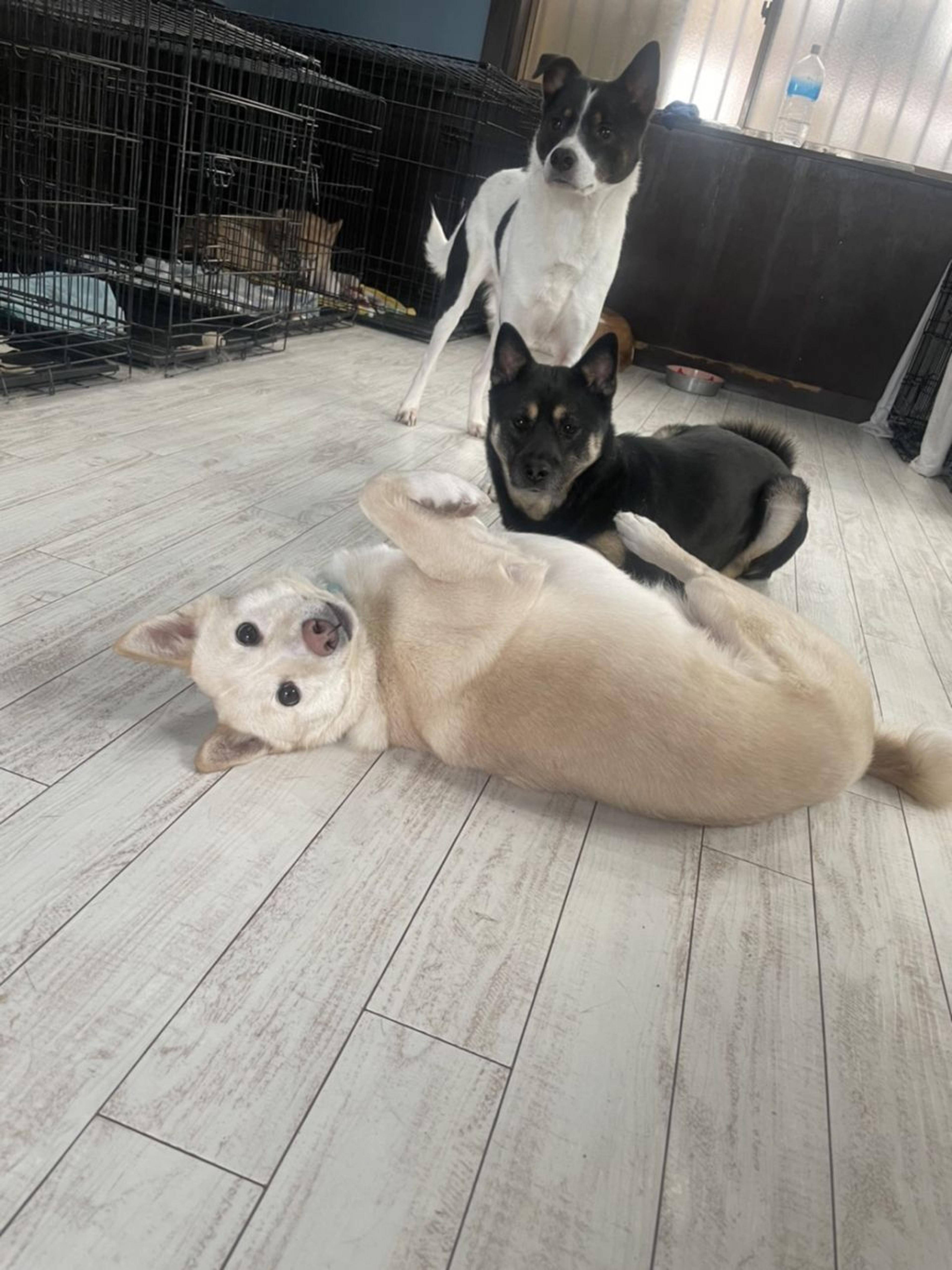 pet-image-5