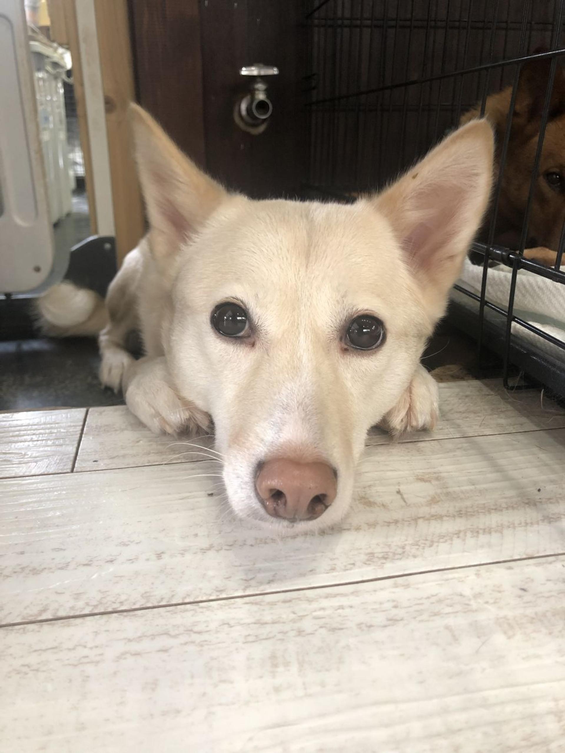 pet-image-7