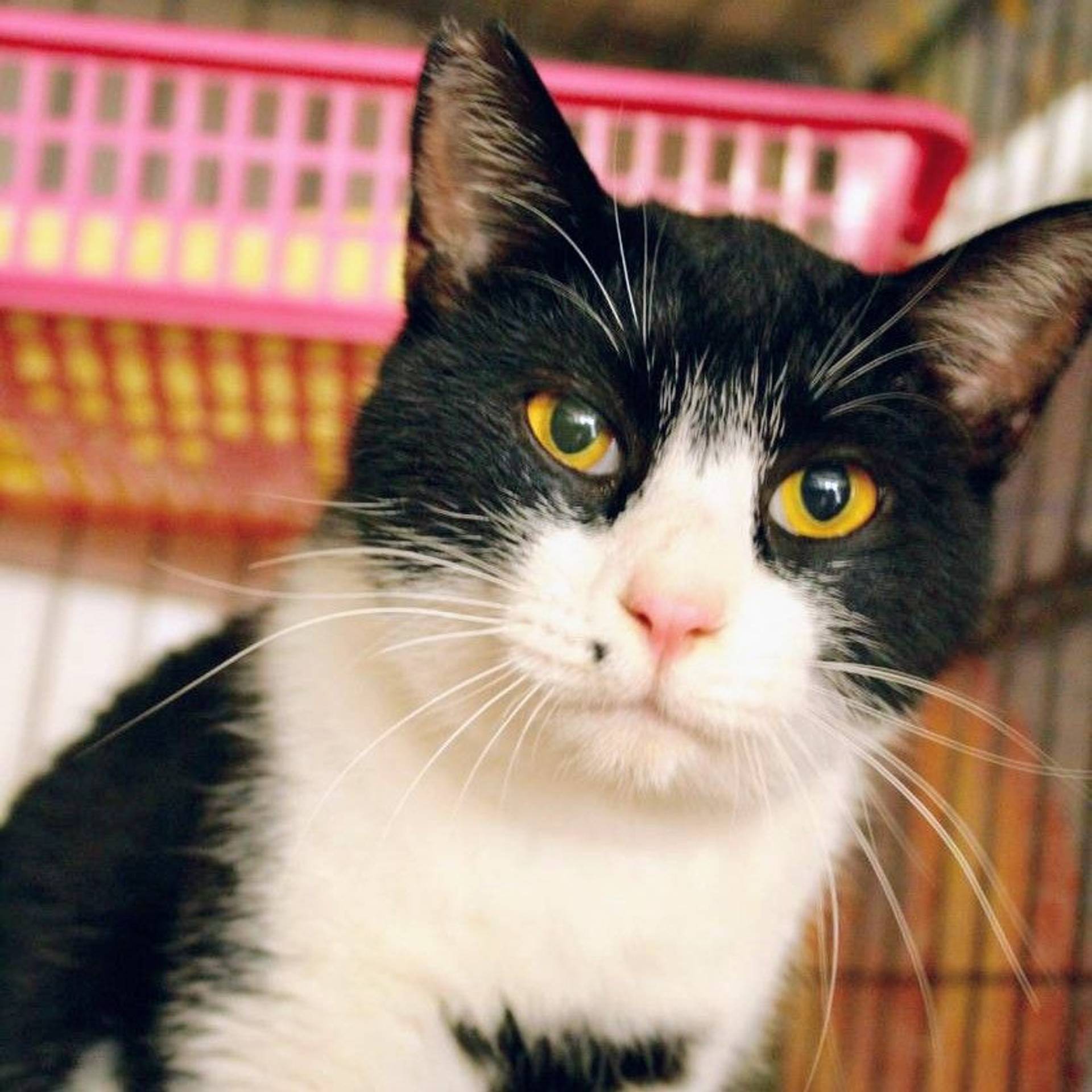 雑種（ミックス猫）・オスの里親募集の写真