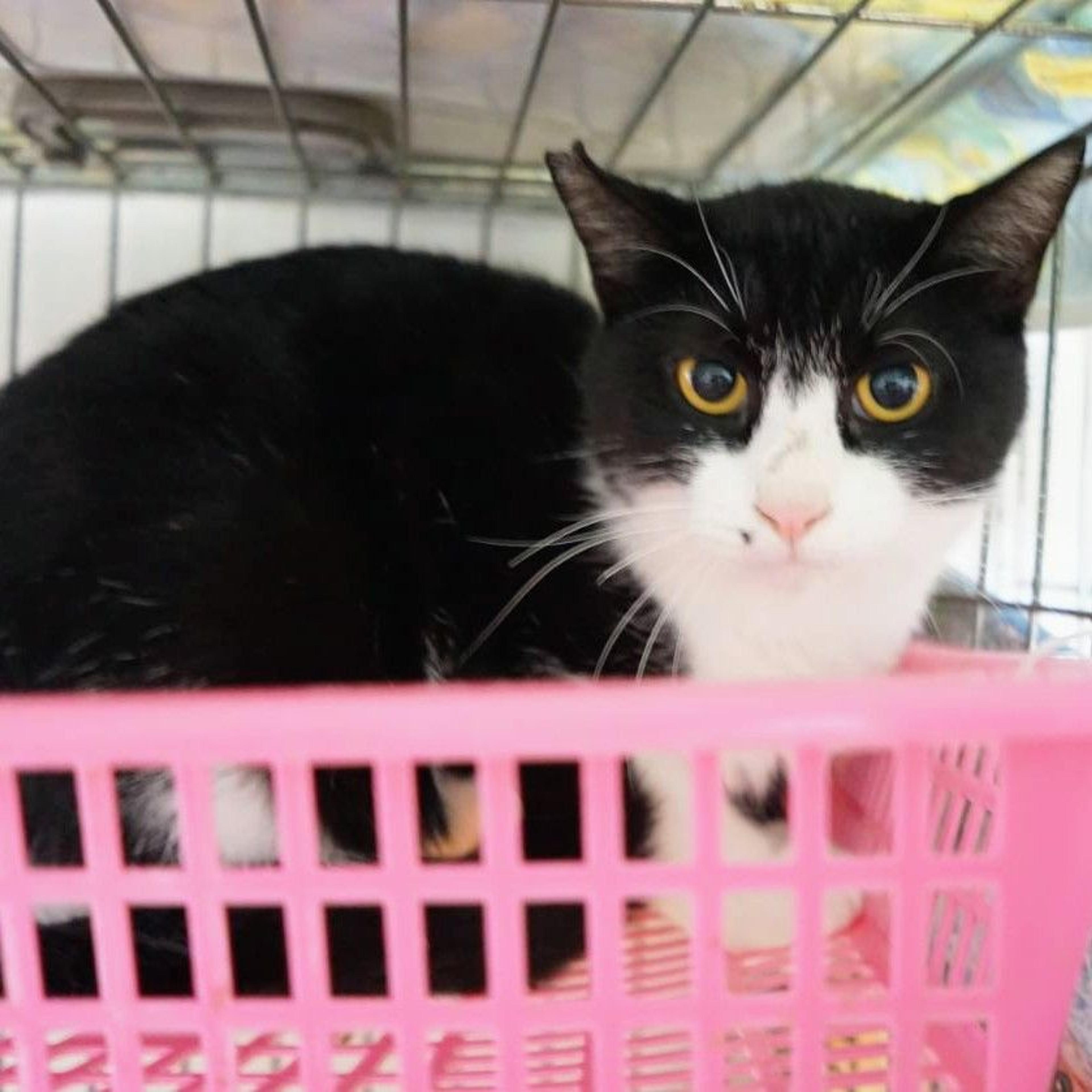 pet-image-2