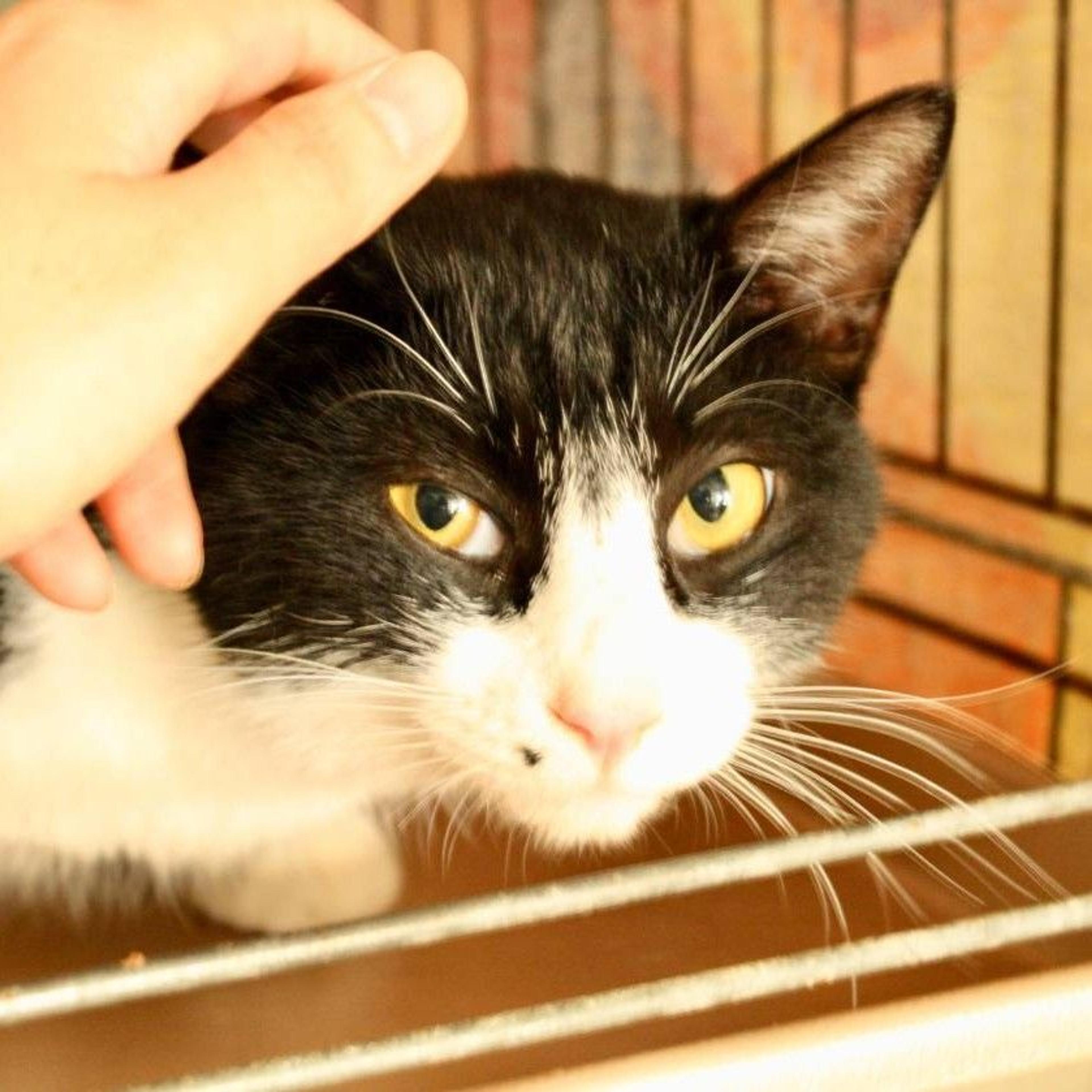 pet-image-3