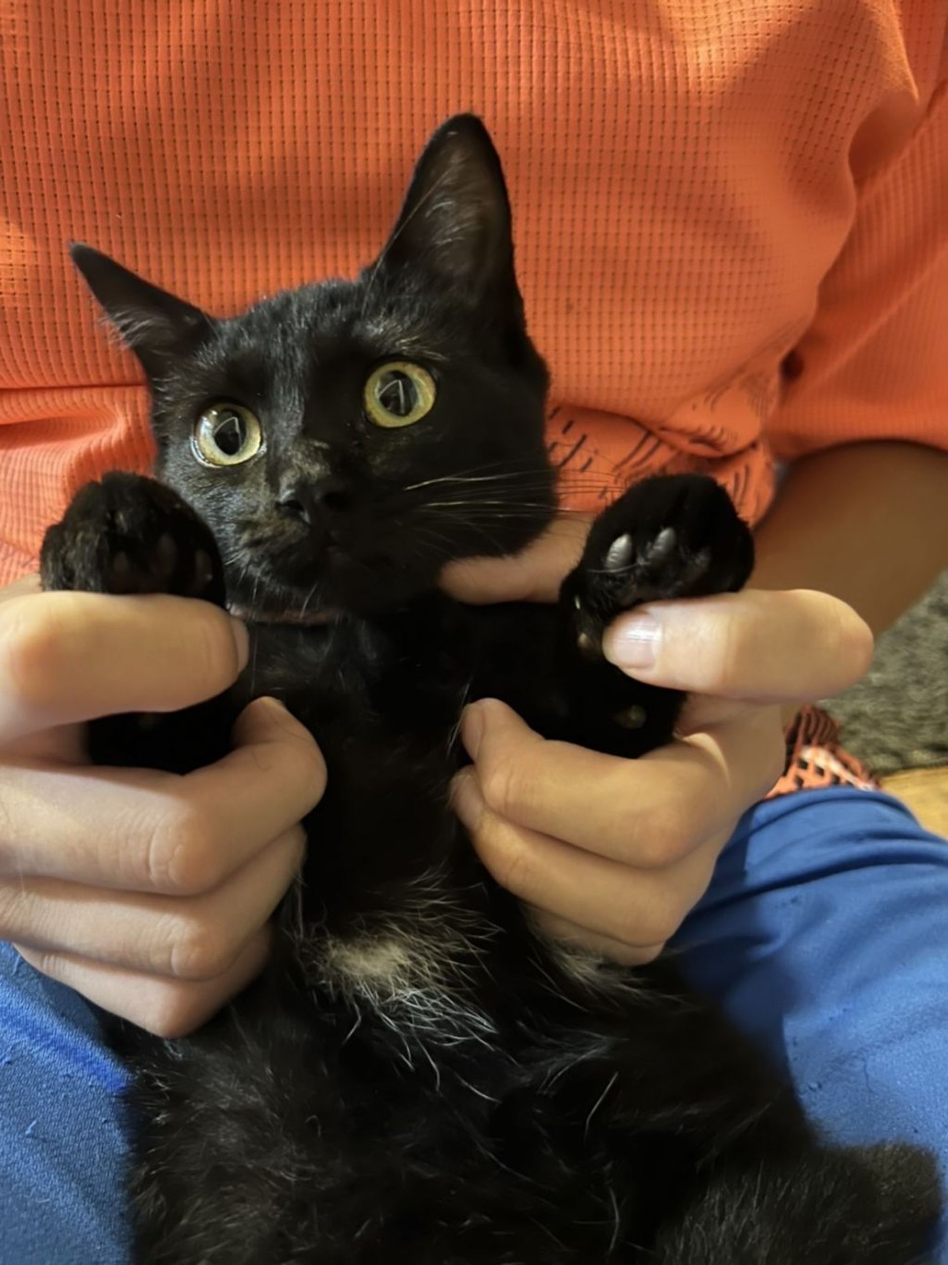 雑種（ミックス猫）・オスの里親募集の写真