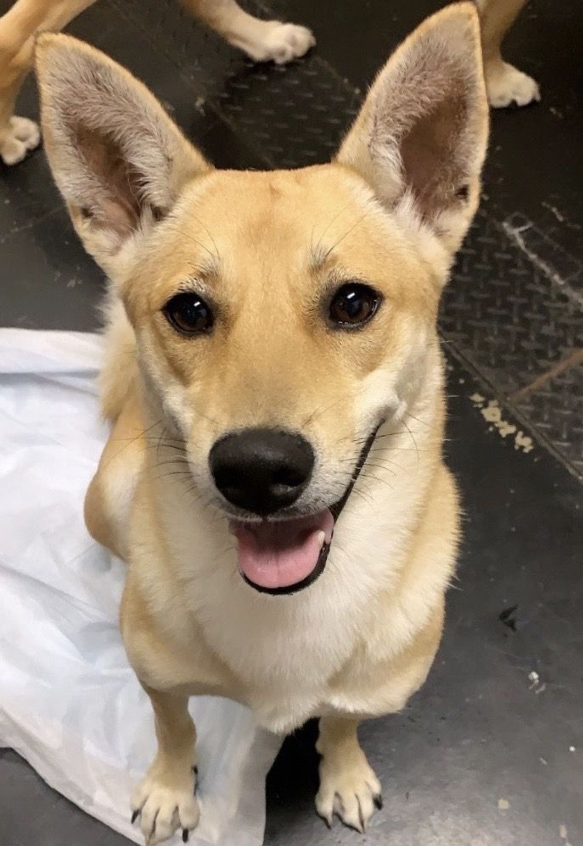 雑種（ミックス犬）・メスの里親募集の写真