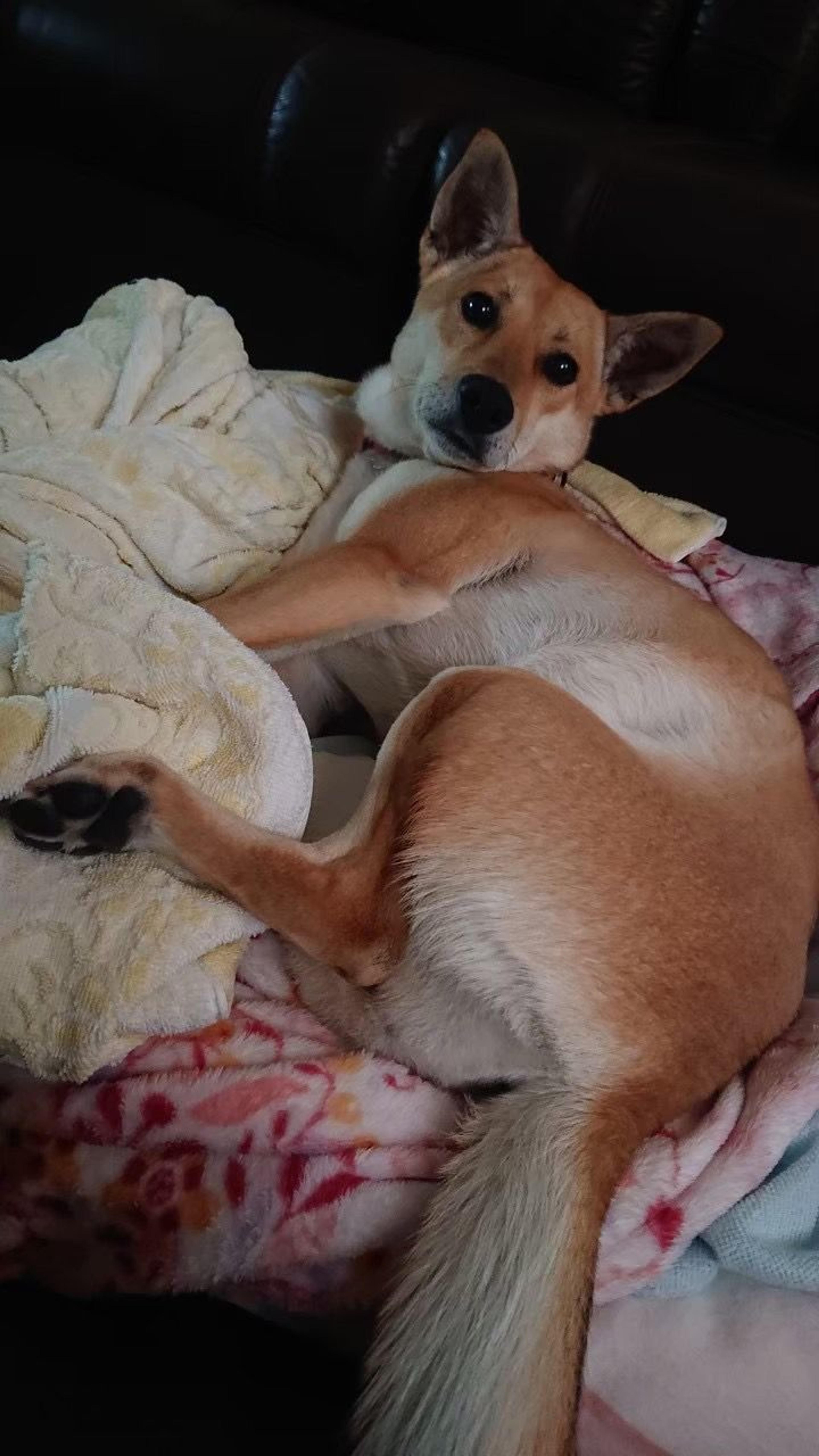 pet-image-3