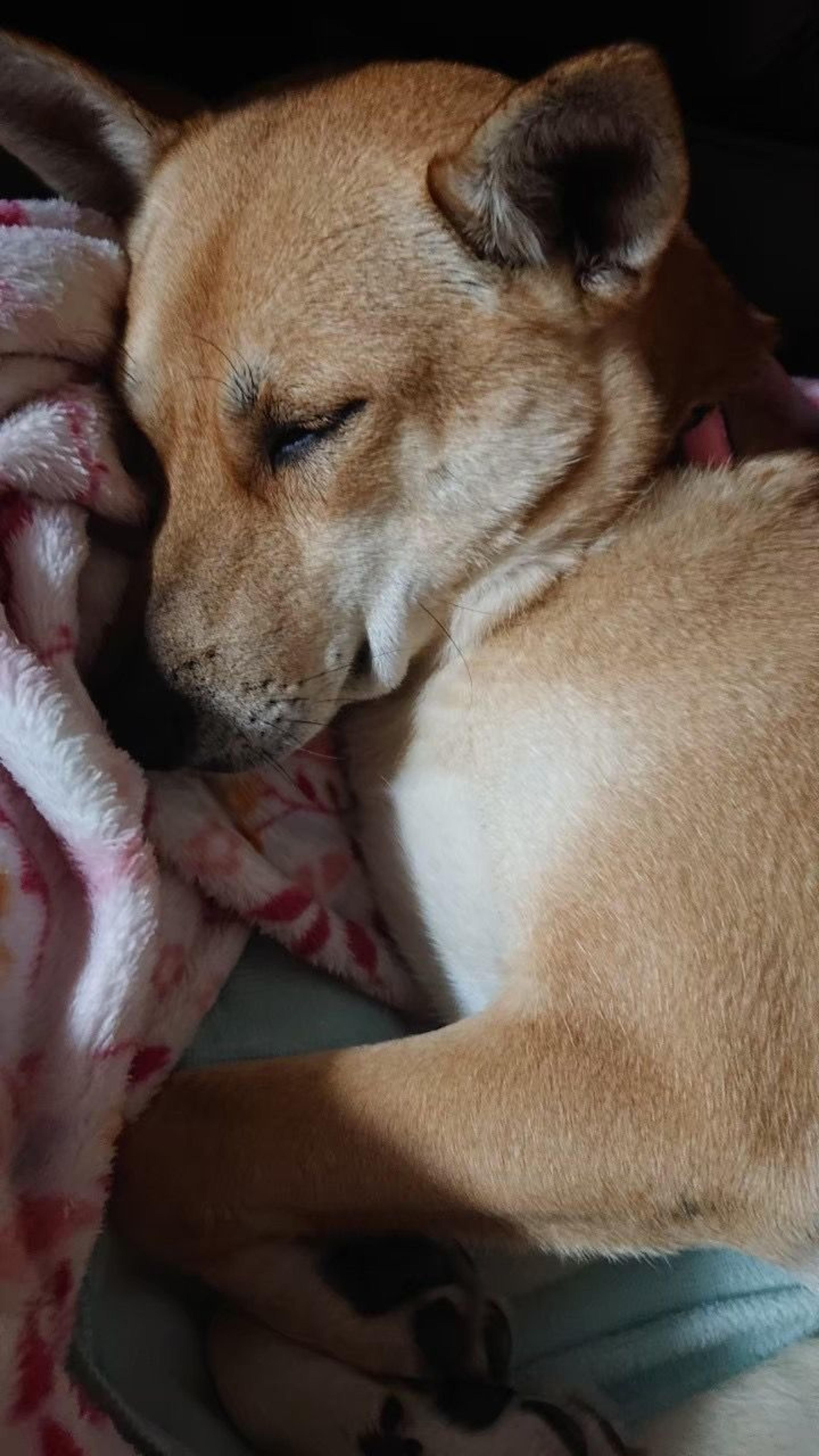 pet-image-5