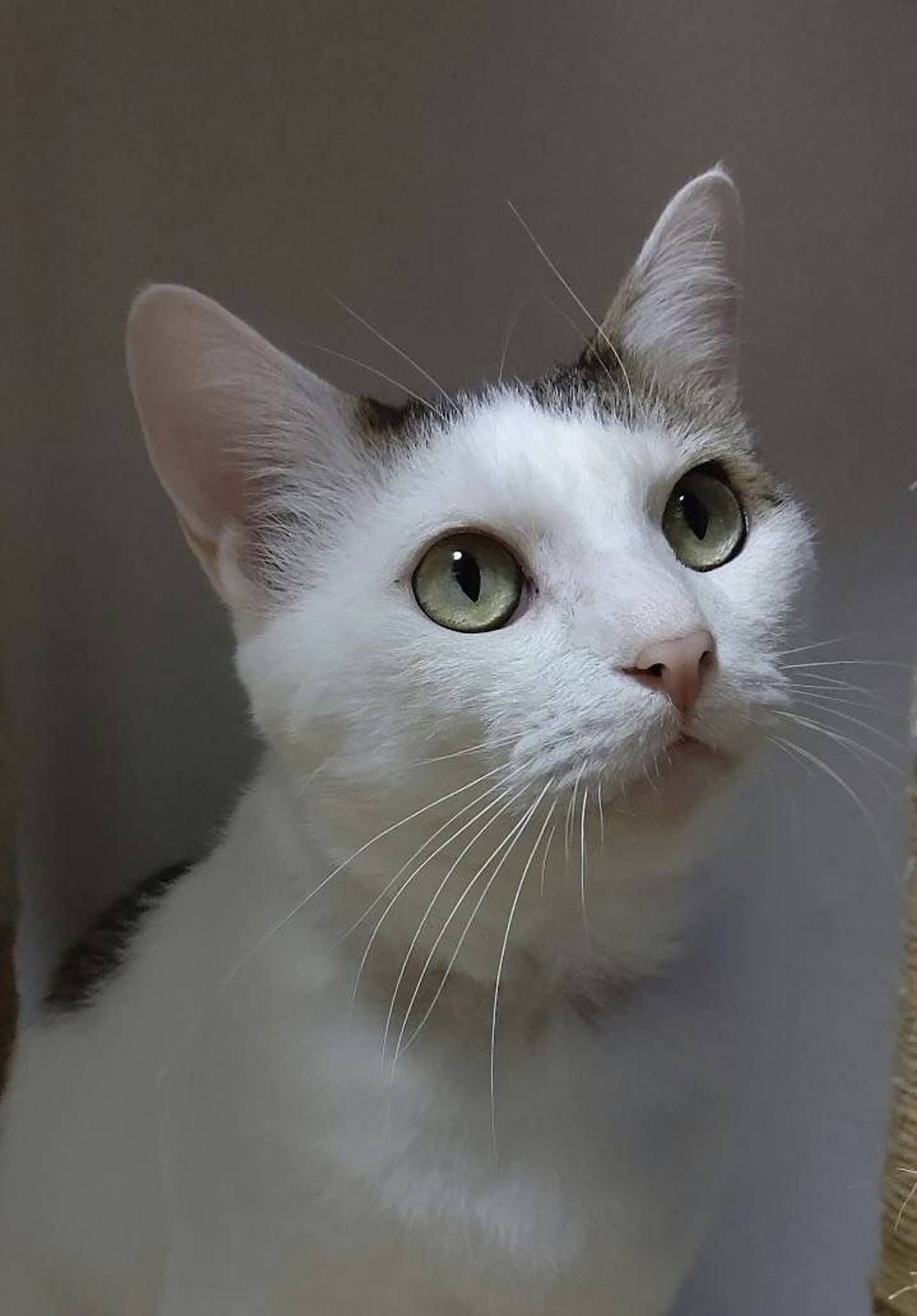 雑種（ミックス猫）・オスの里親募集の写真