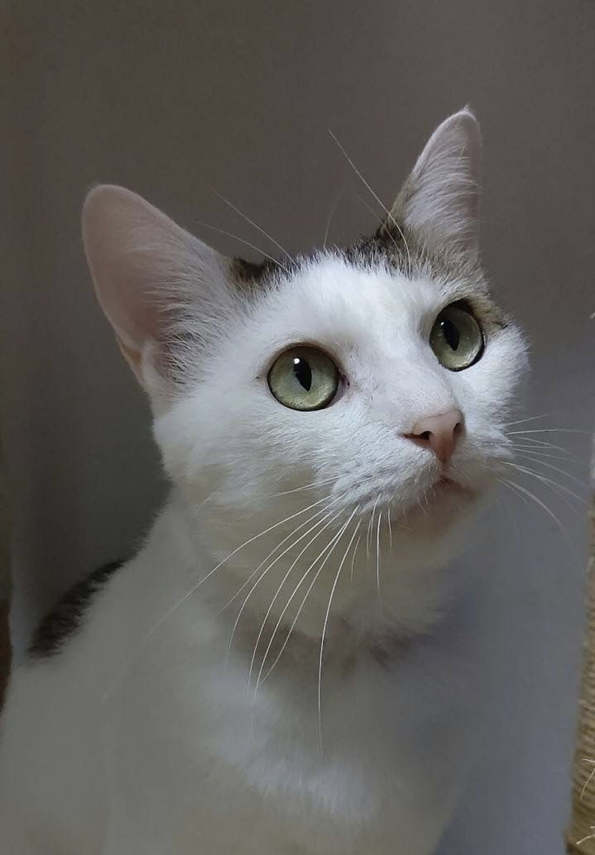 雑種（ミックス猫）・オスの里親募集の写真
