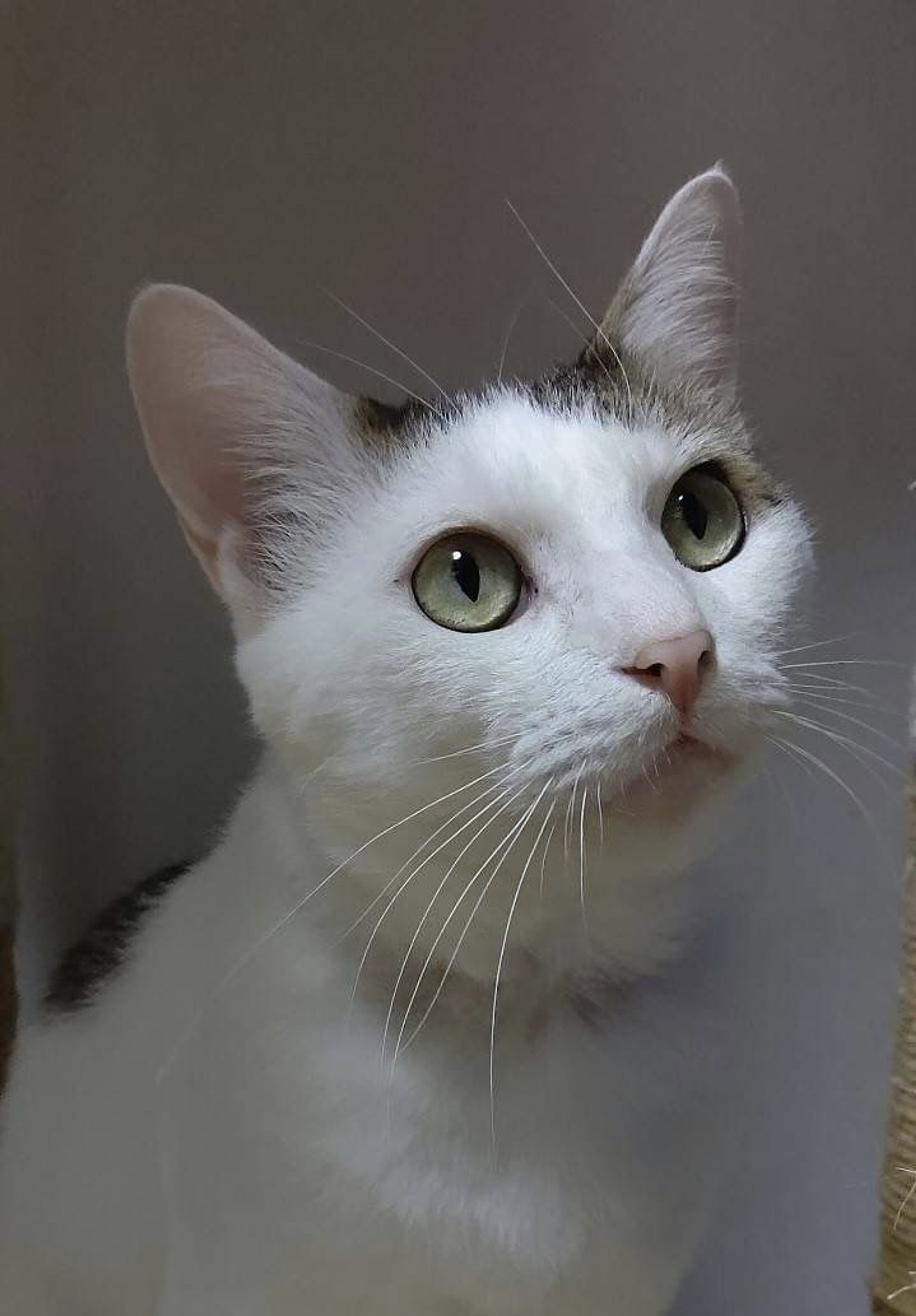 雑種（ミックス猫）・オスの里親募集の写真
