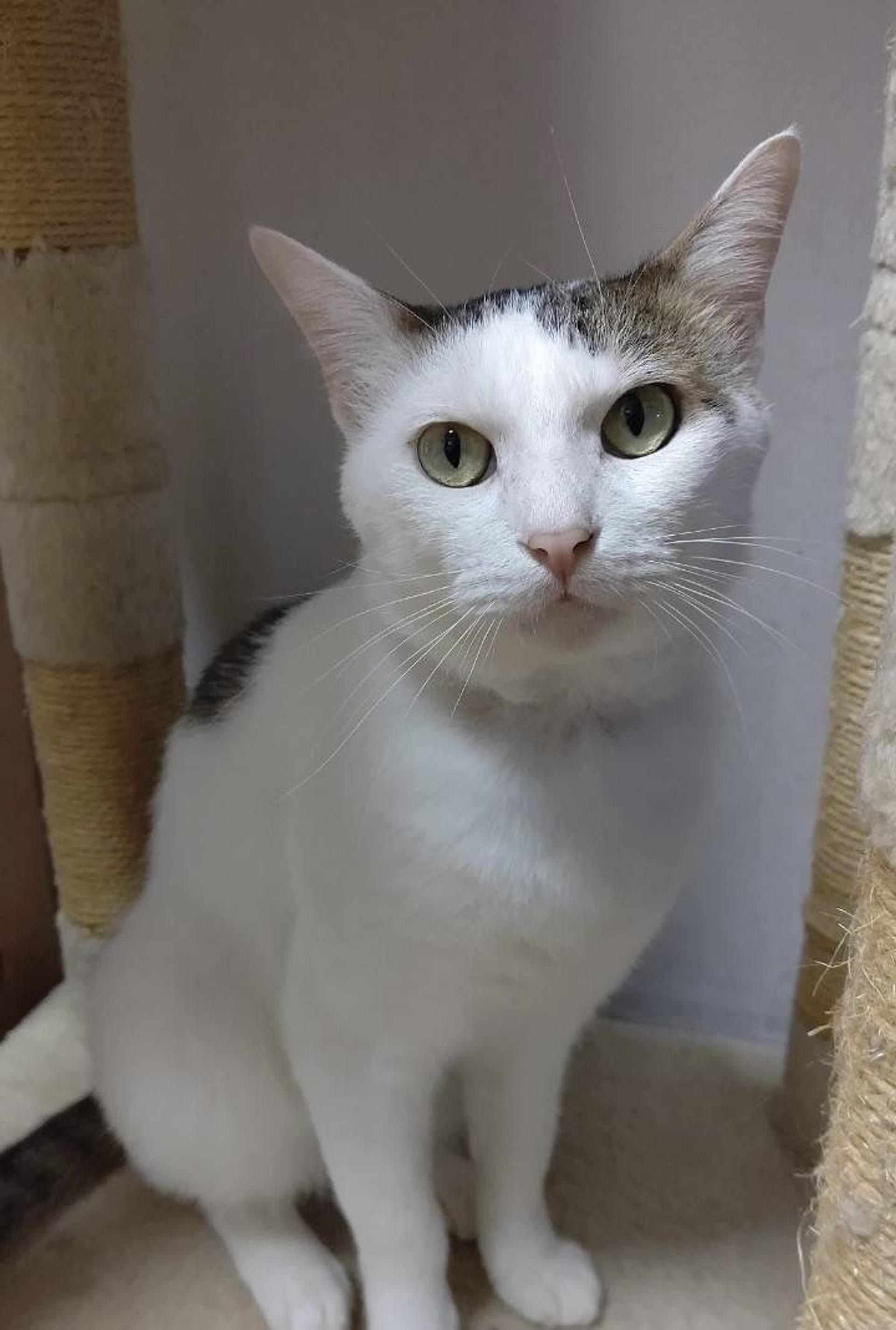 pet-image-2