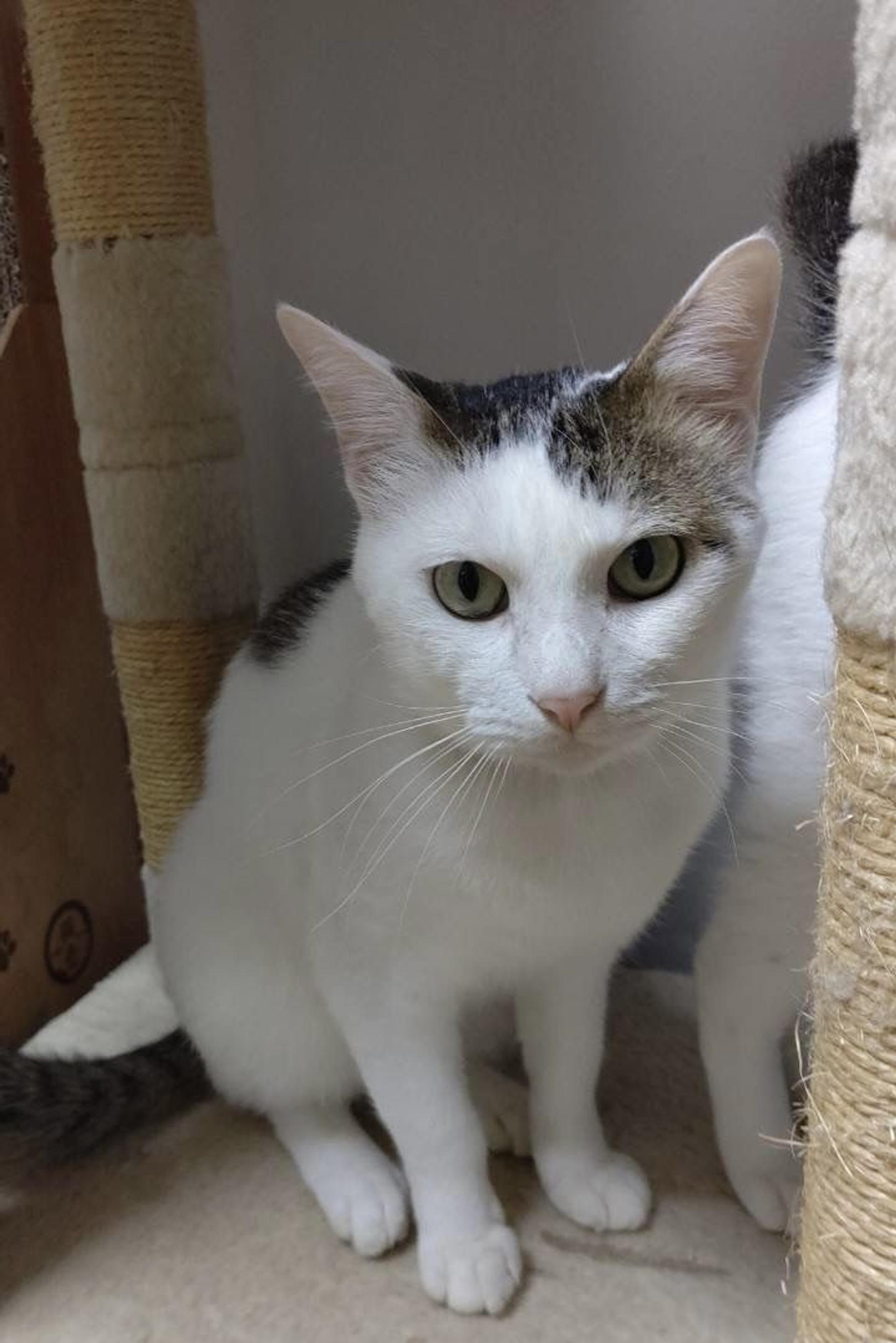 pet-image-3
