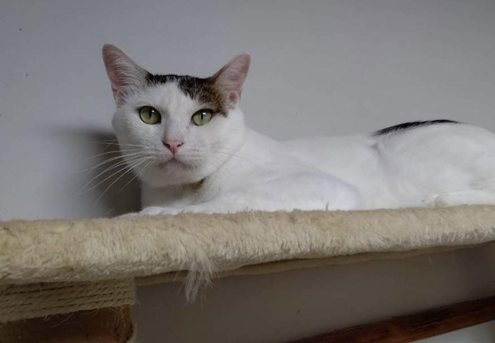 pet-image-5