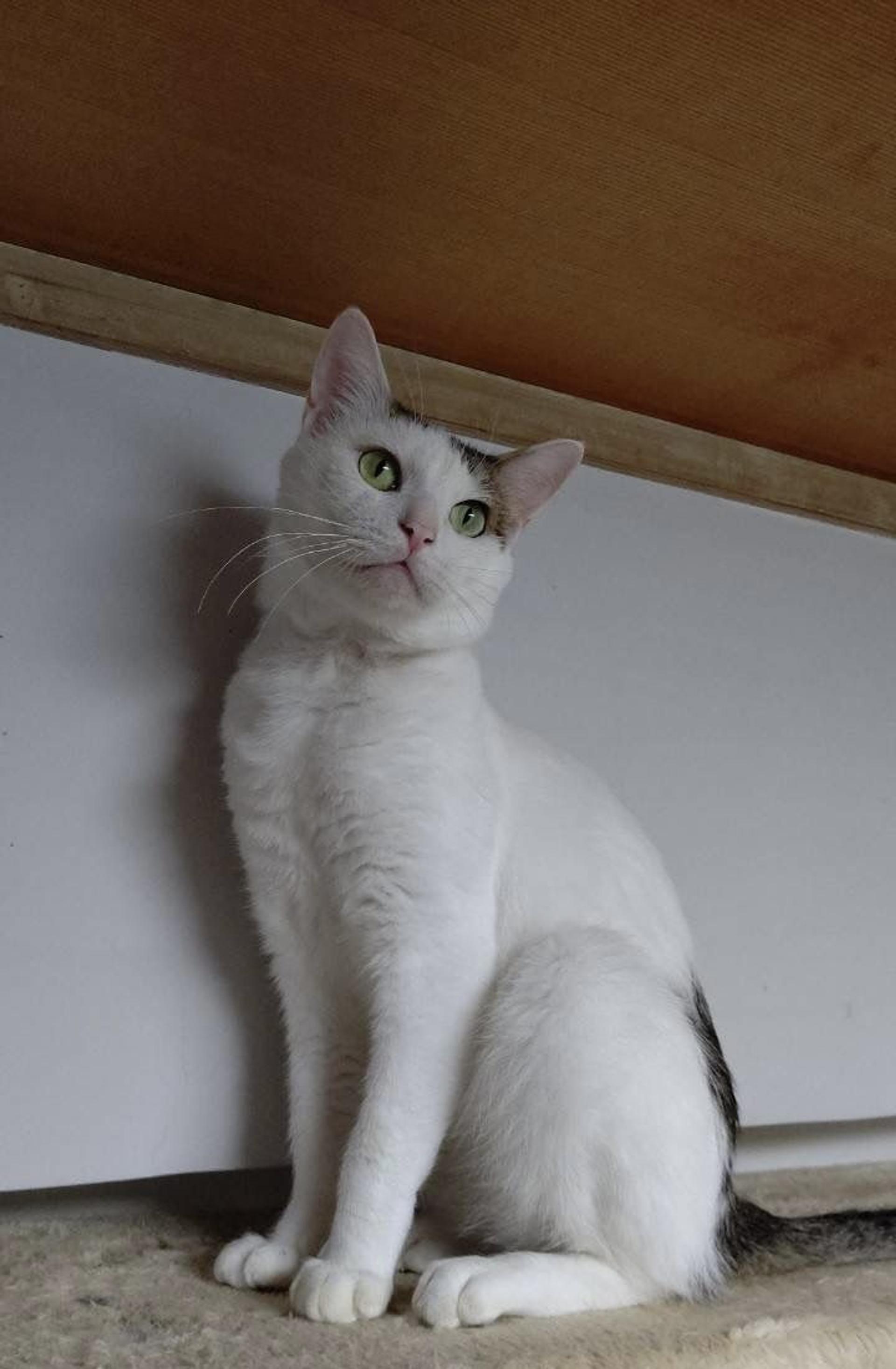 pet-image-6