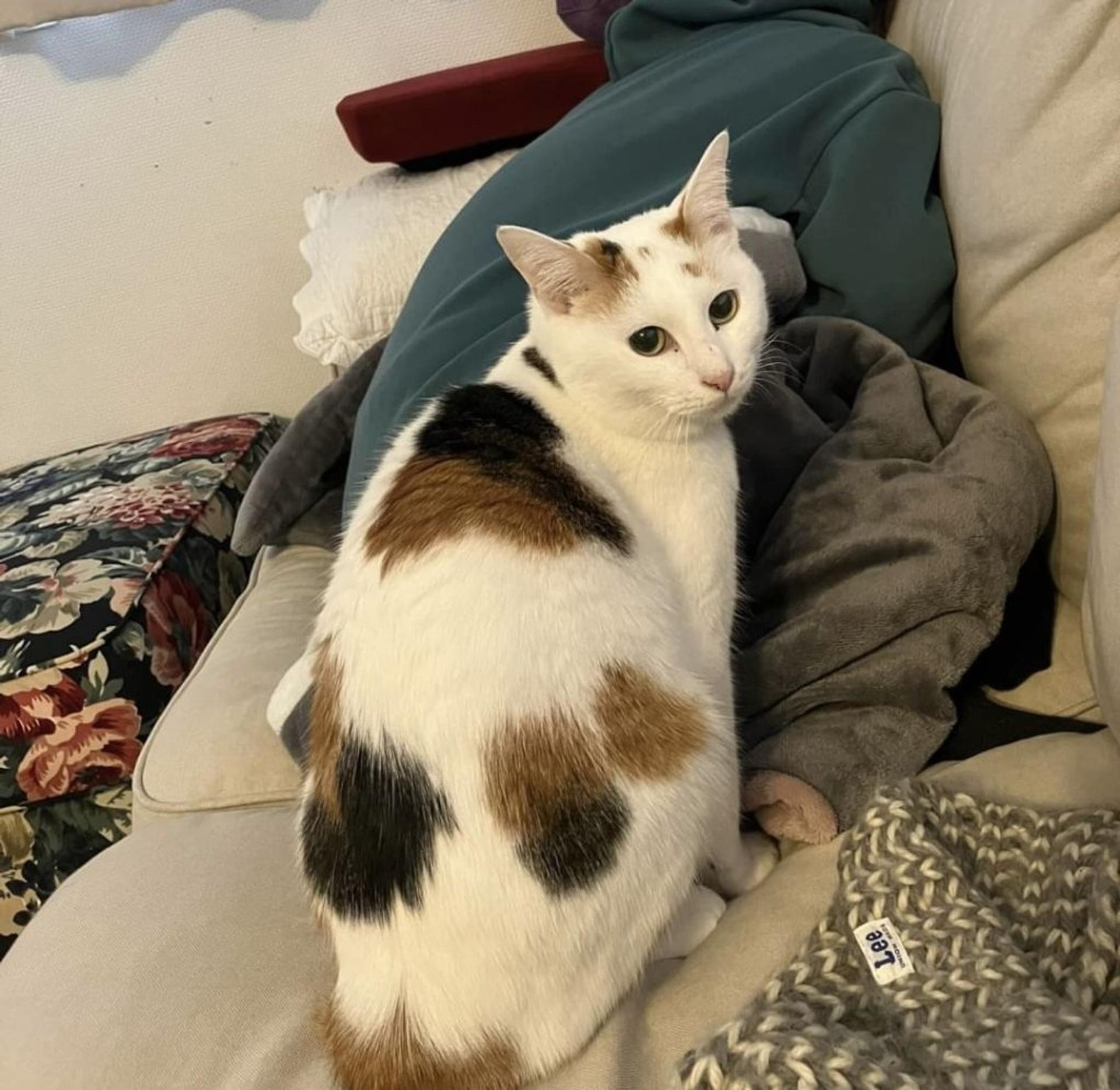 pet-image-4