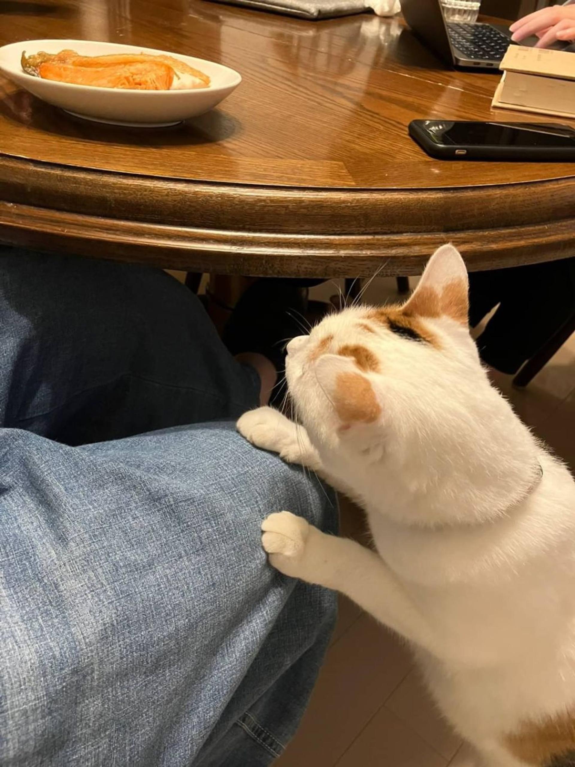 pet-image-7