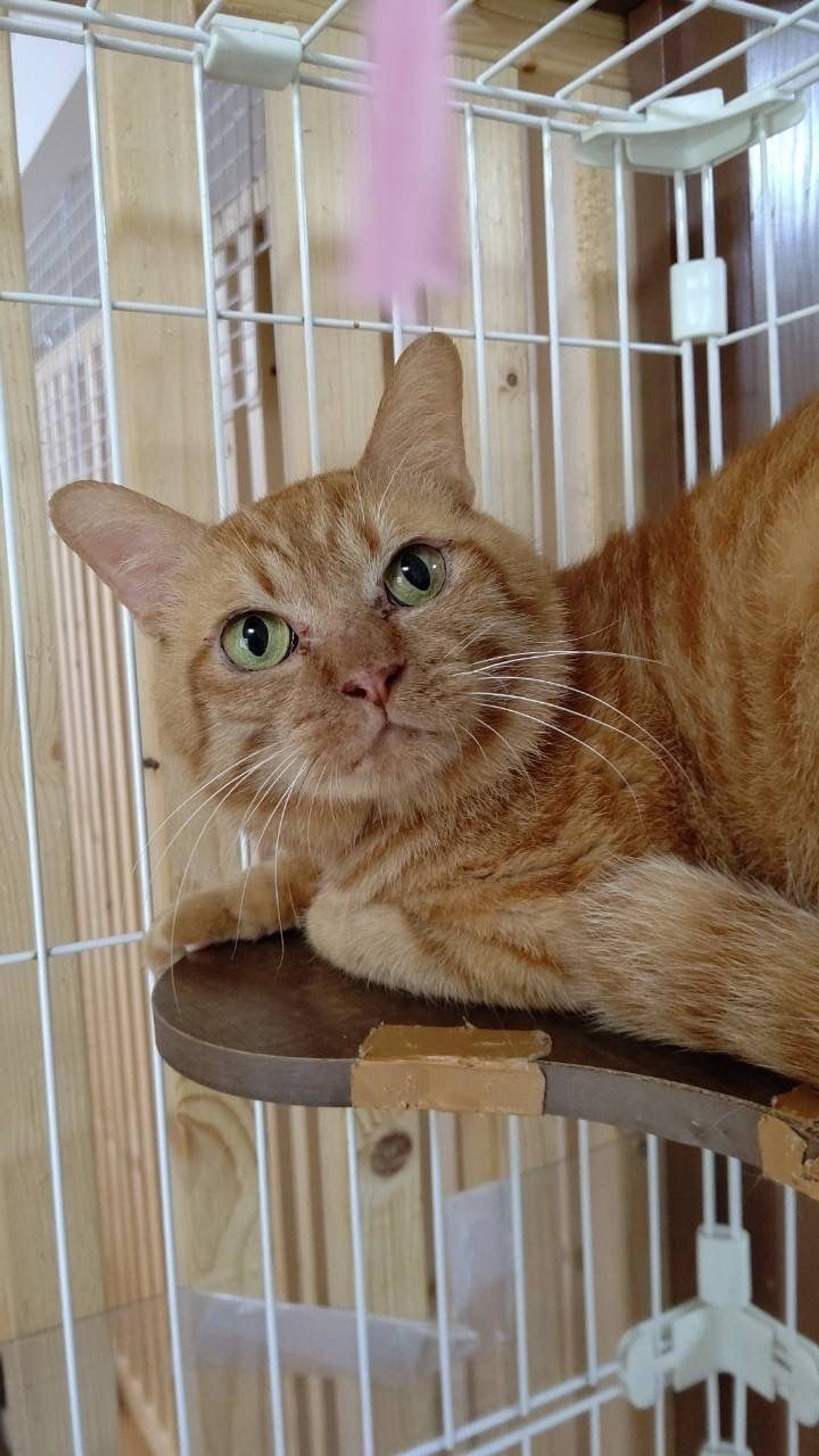 雑種（ミックス猫）・オスの里親募集の写真