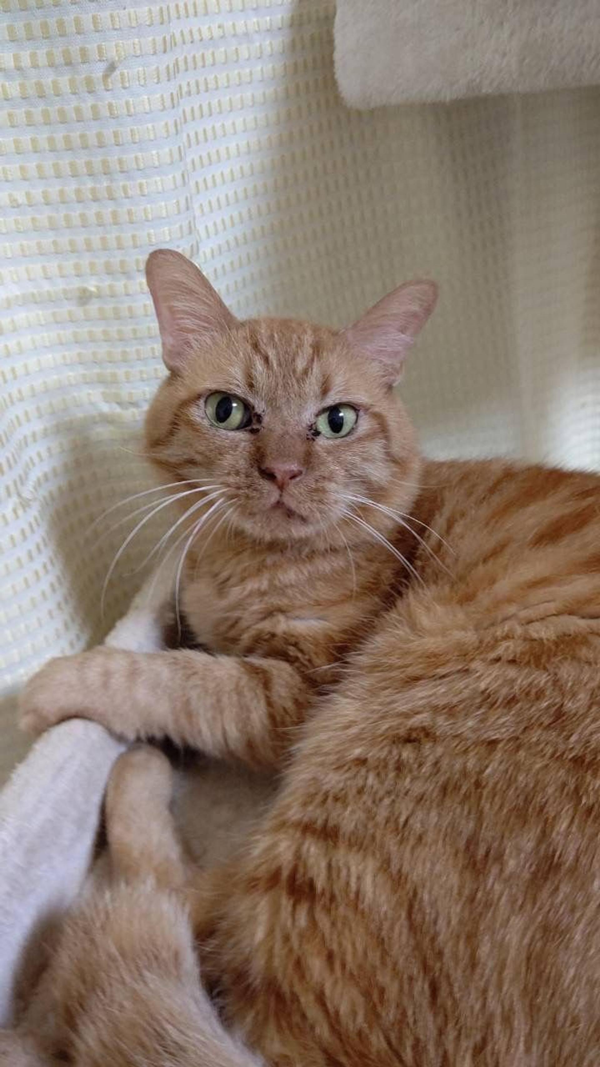 pet-image-5