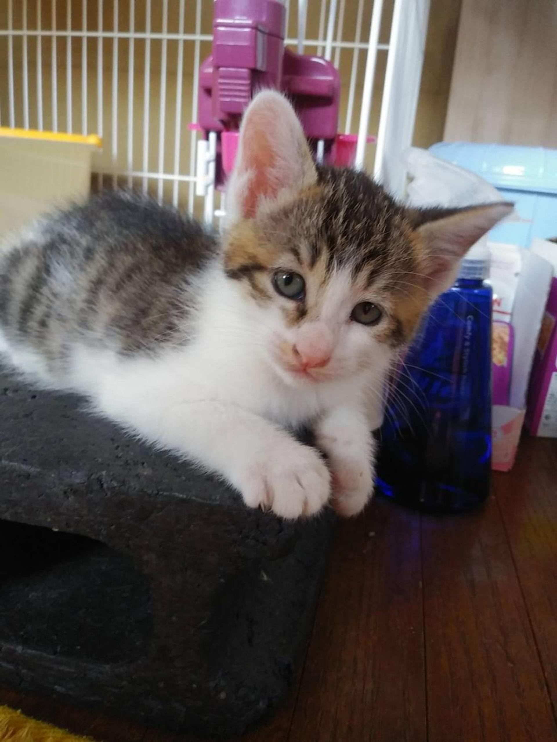 pet-image-2