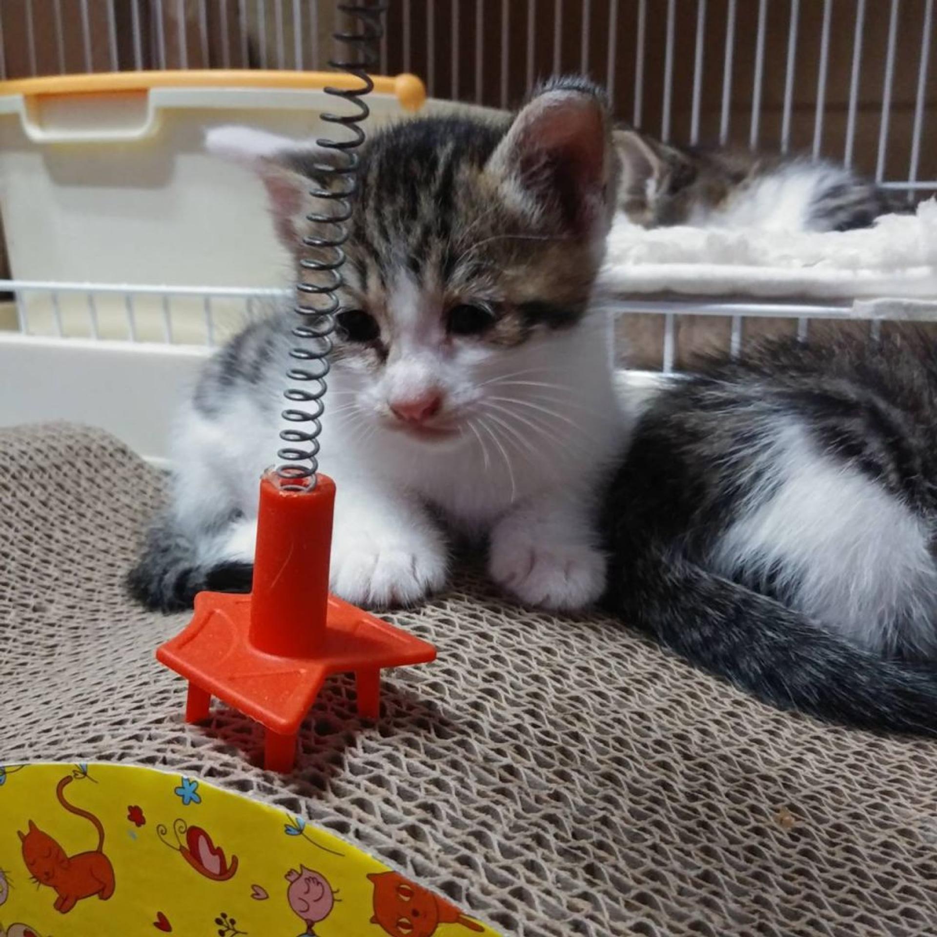 pet-image-3