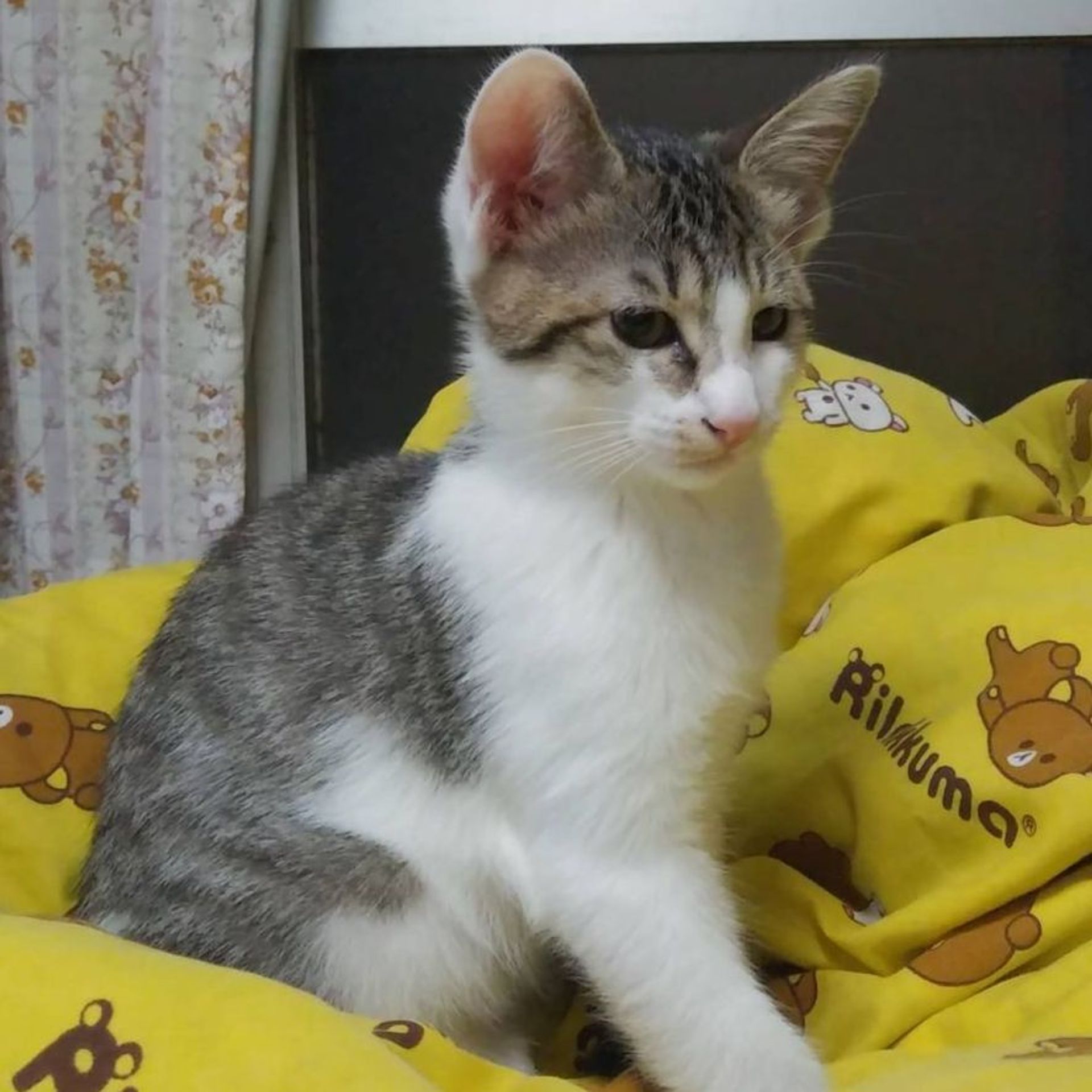 雑種（ミックス猫）・メスの里親募集の写真