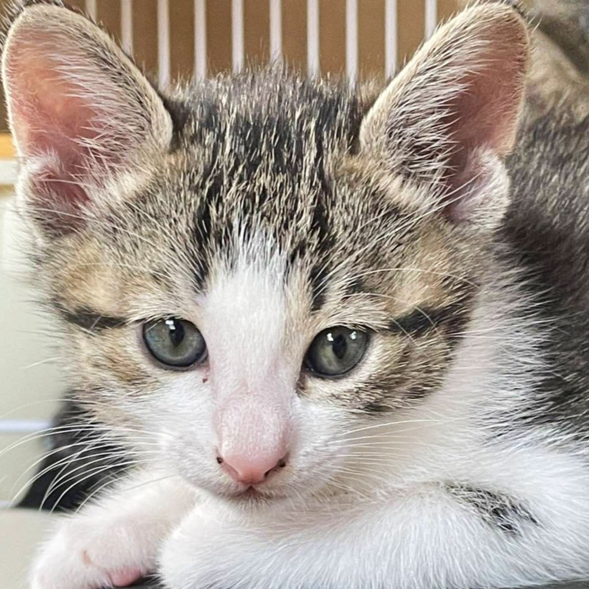 雑種（ミックス猫）・メスの里親募集の写真