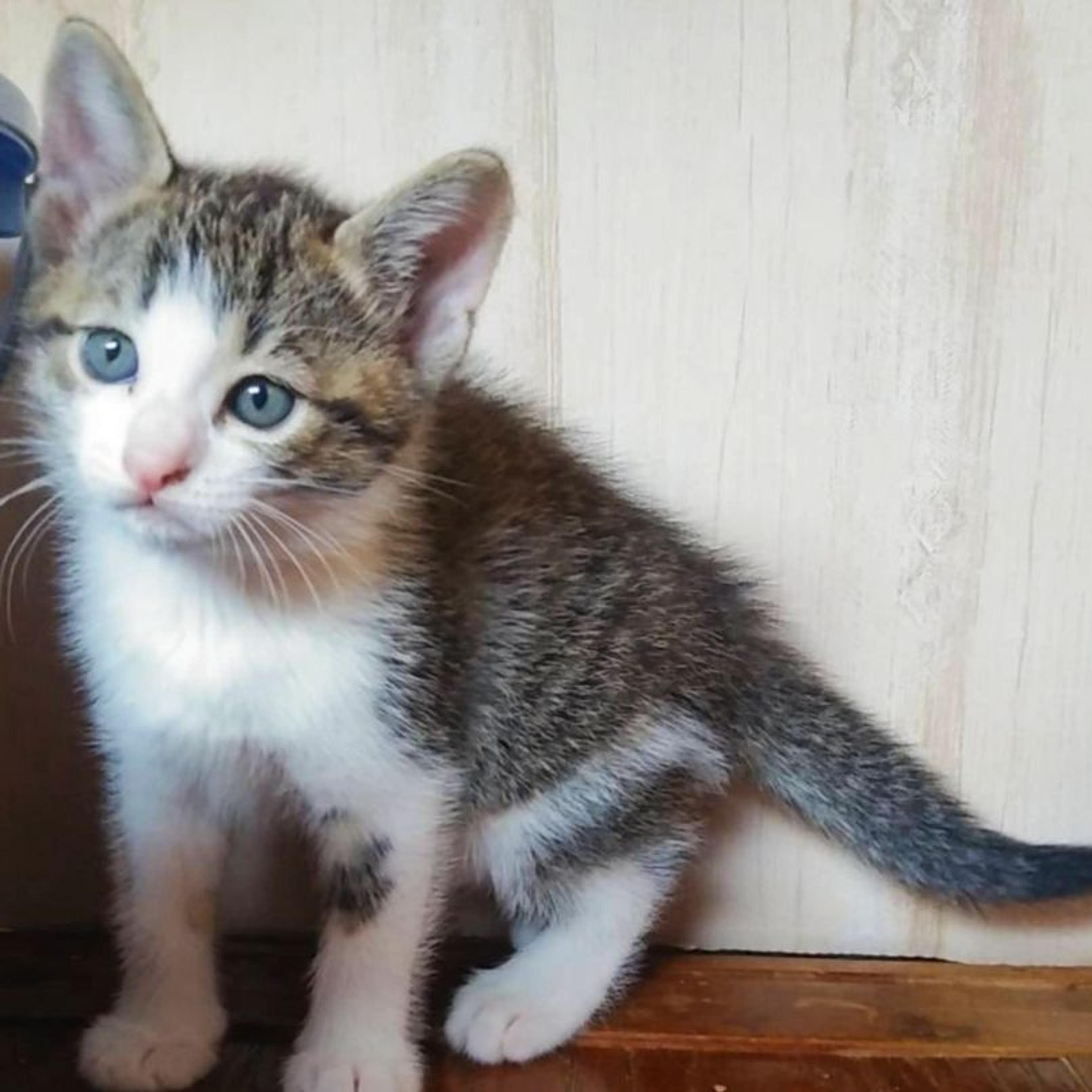 pet-image-2