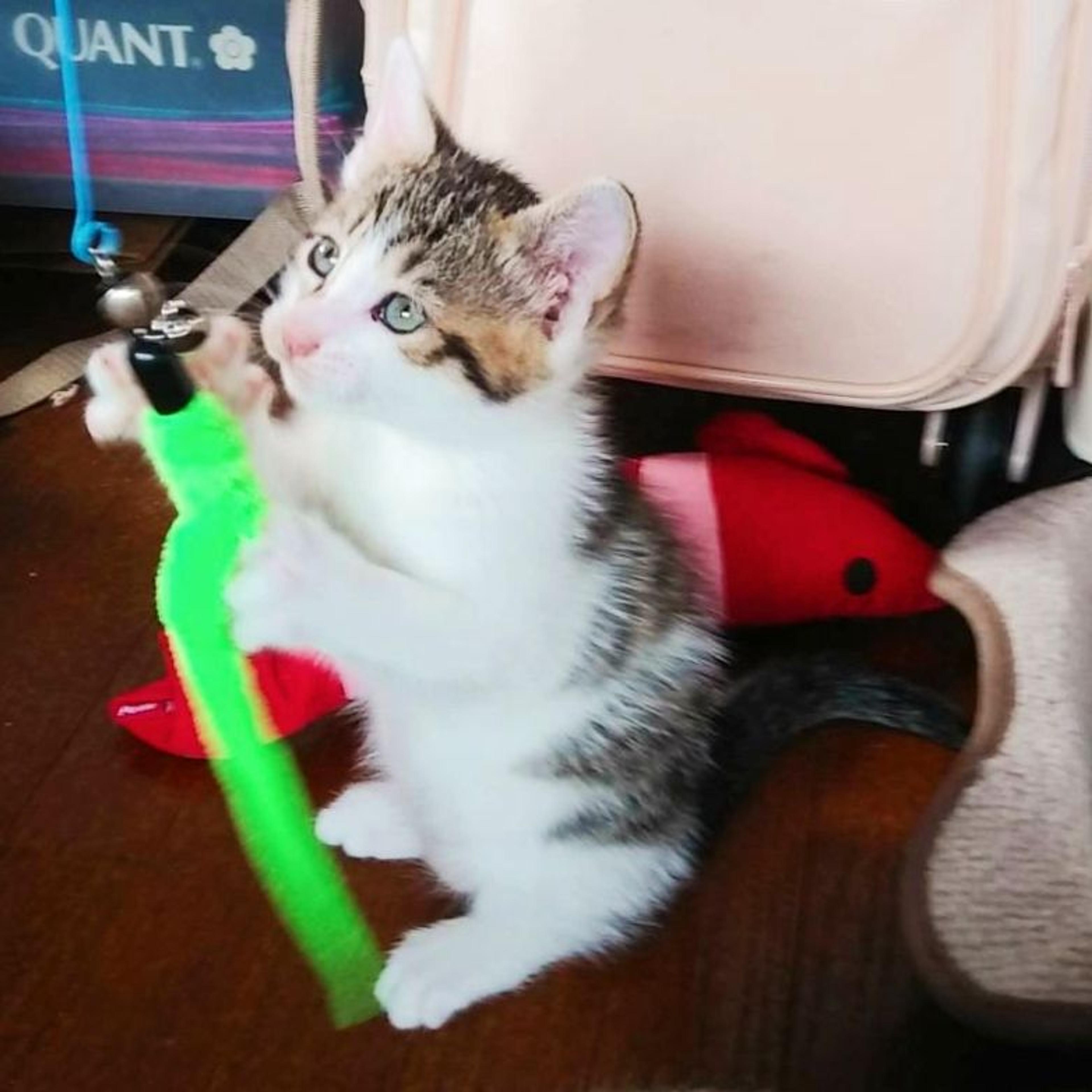 pet-image-4