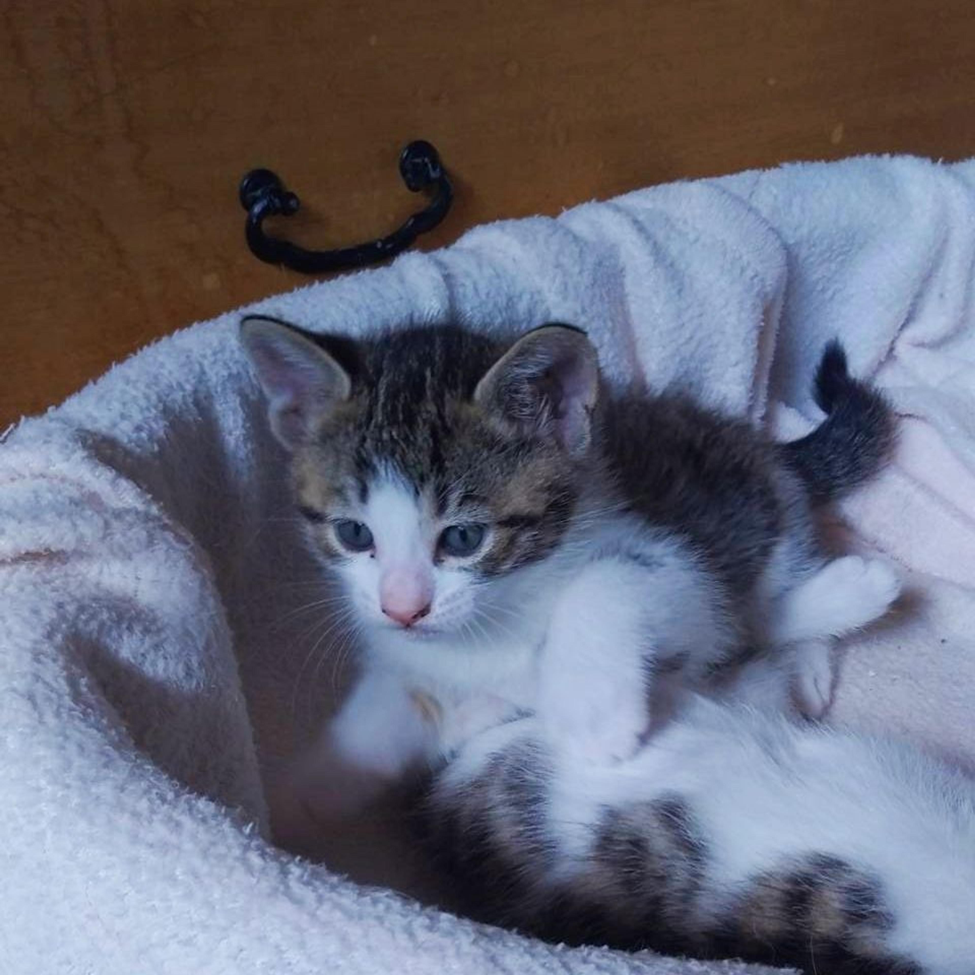 pet-image-5