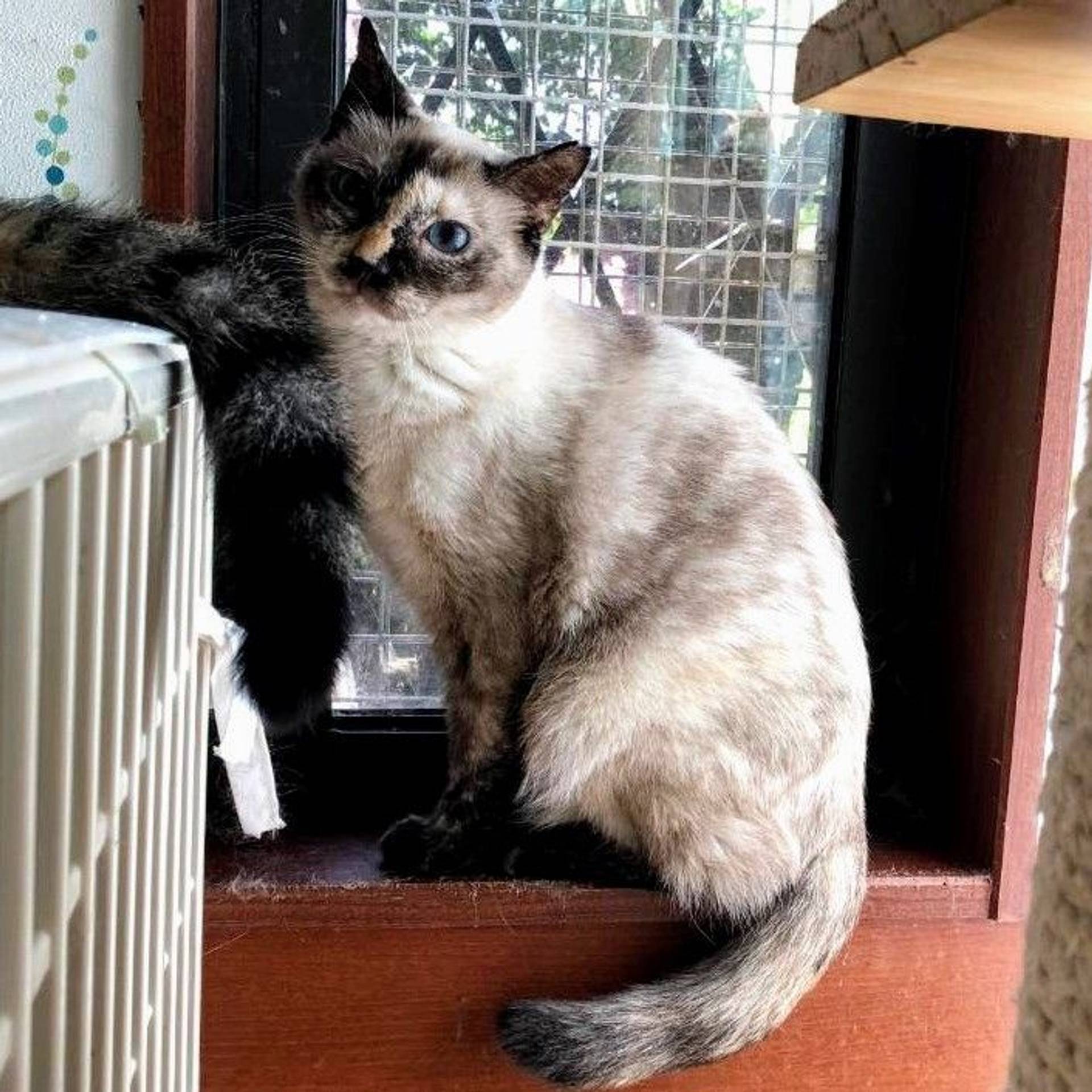 雑種（ミックス猫）・メスの里親募集の写真