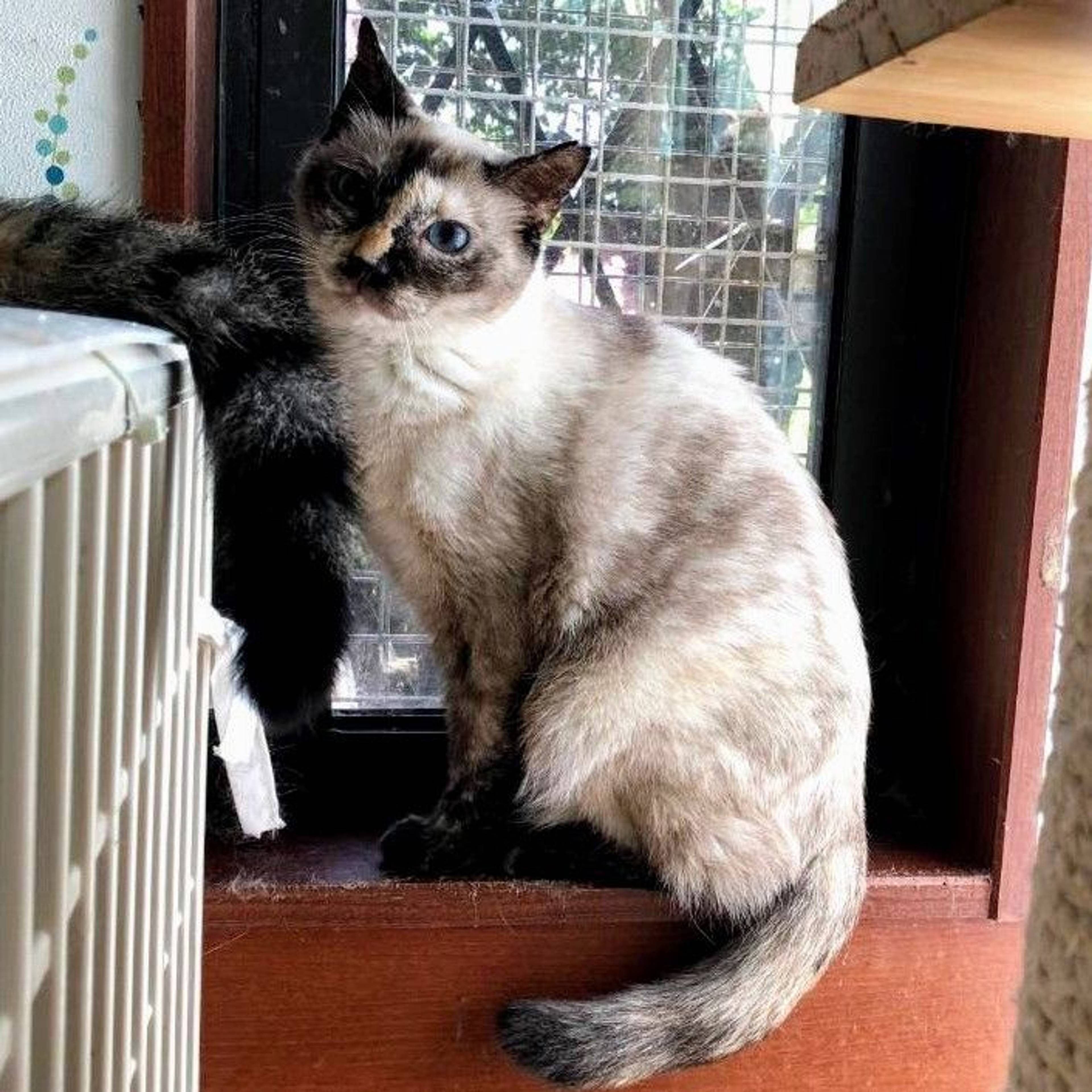 雑種（ミックス猫）・メスの里親募集の写真