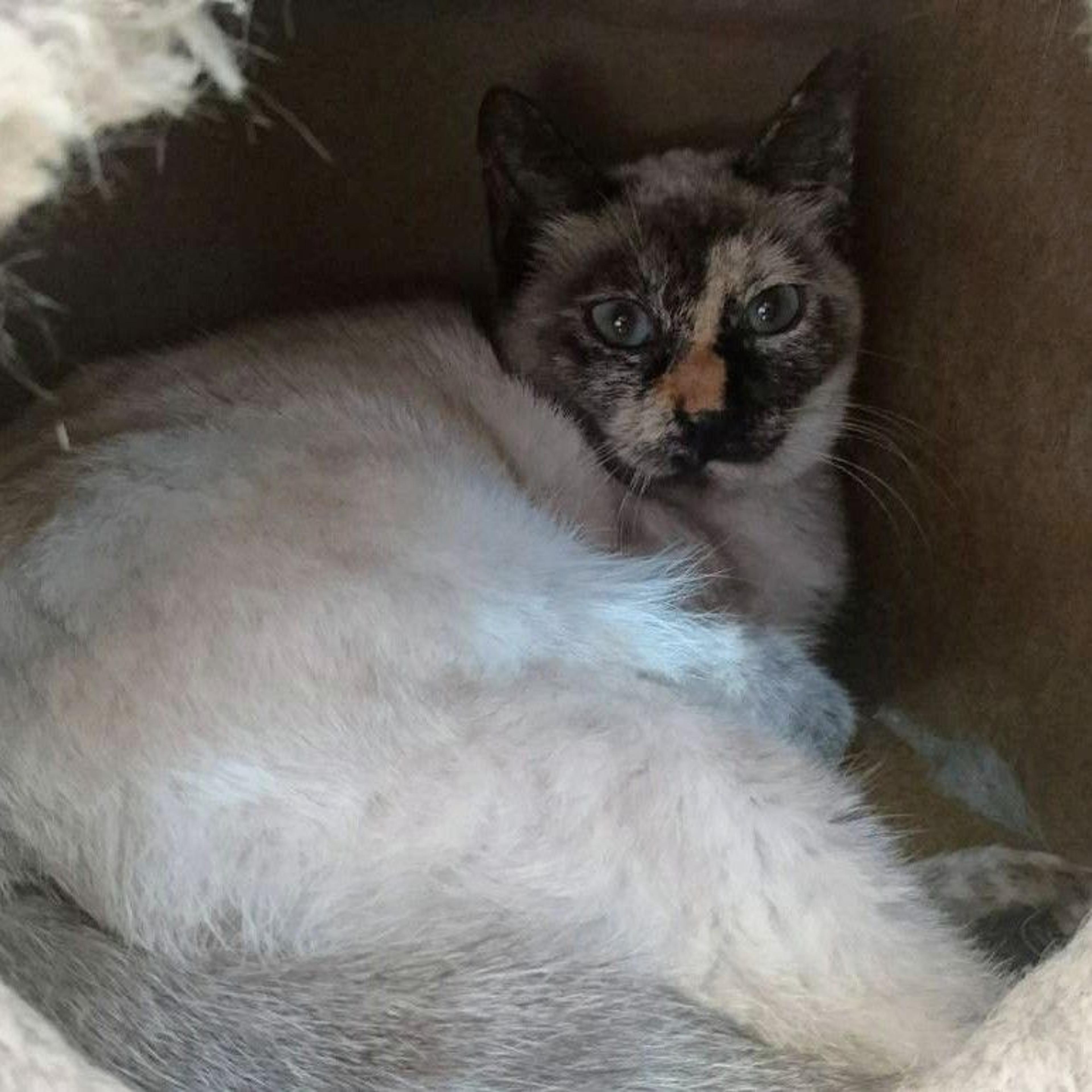 pet-image-3