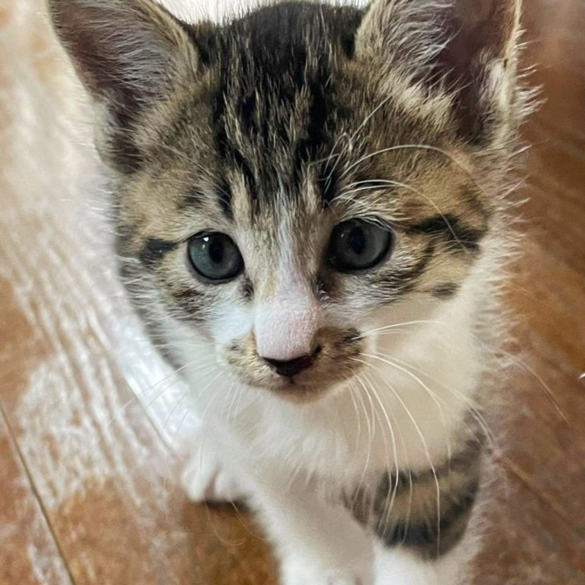 雑種（ミックス猫）・メスの里親募集の写真
