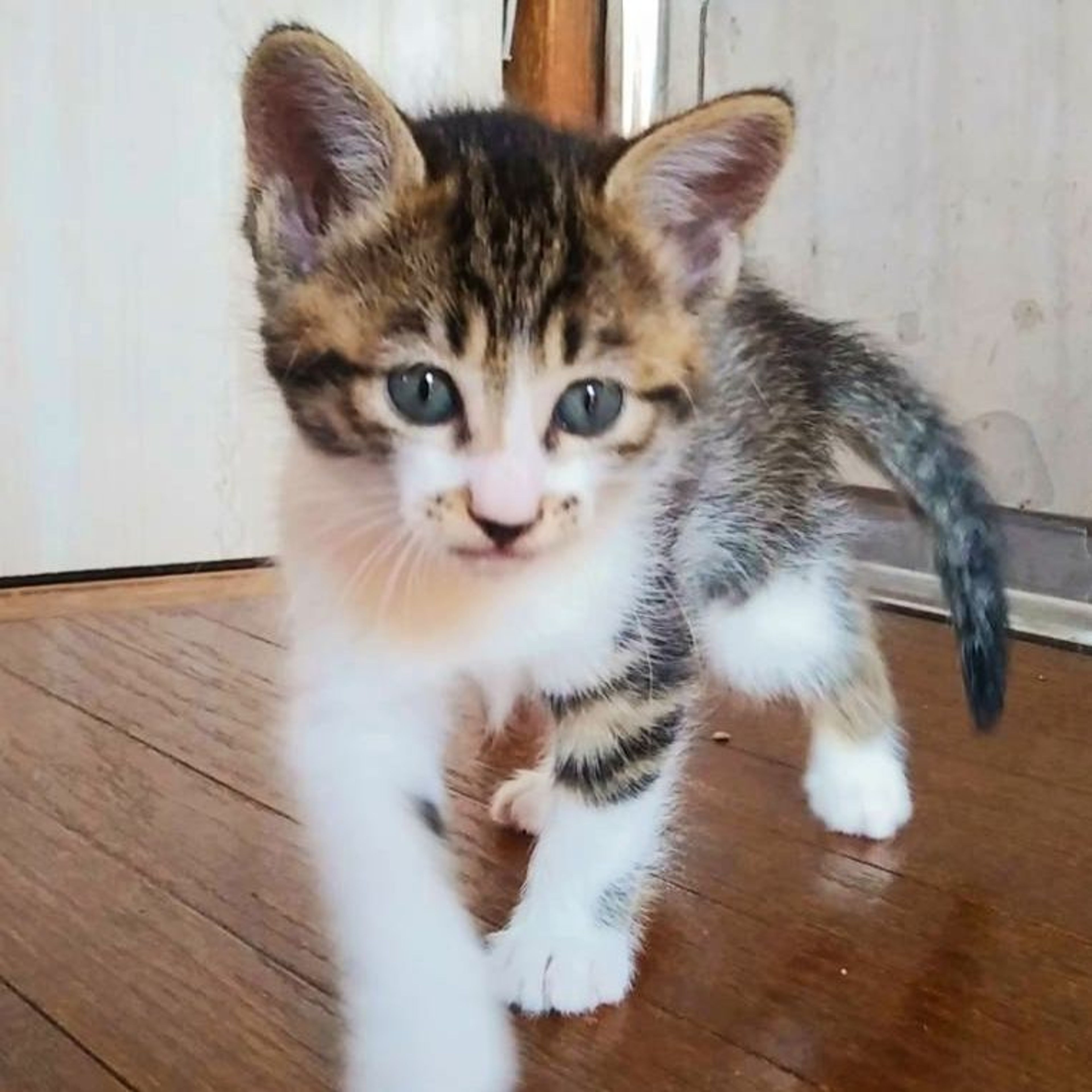 pet-image-2