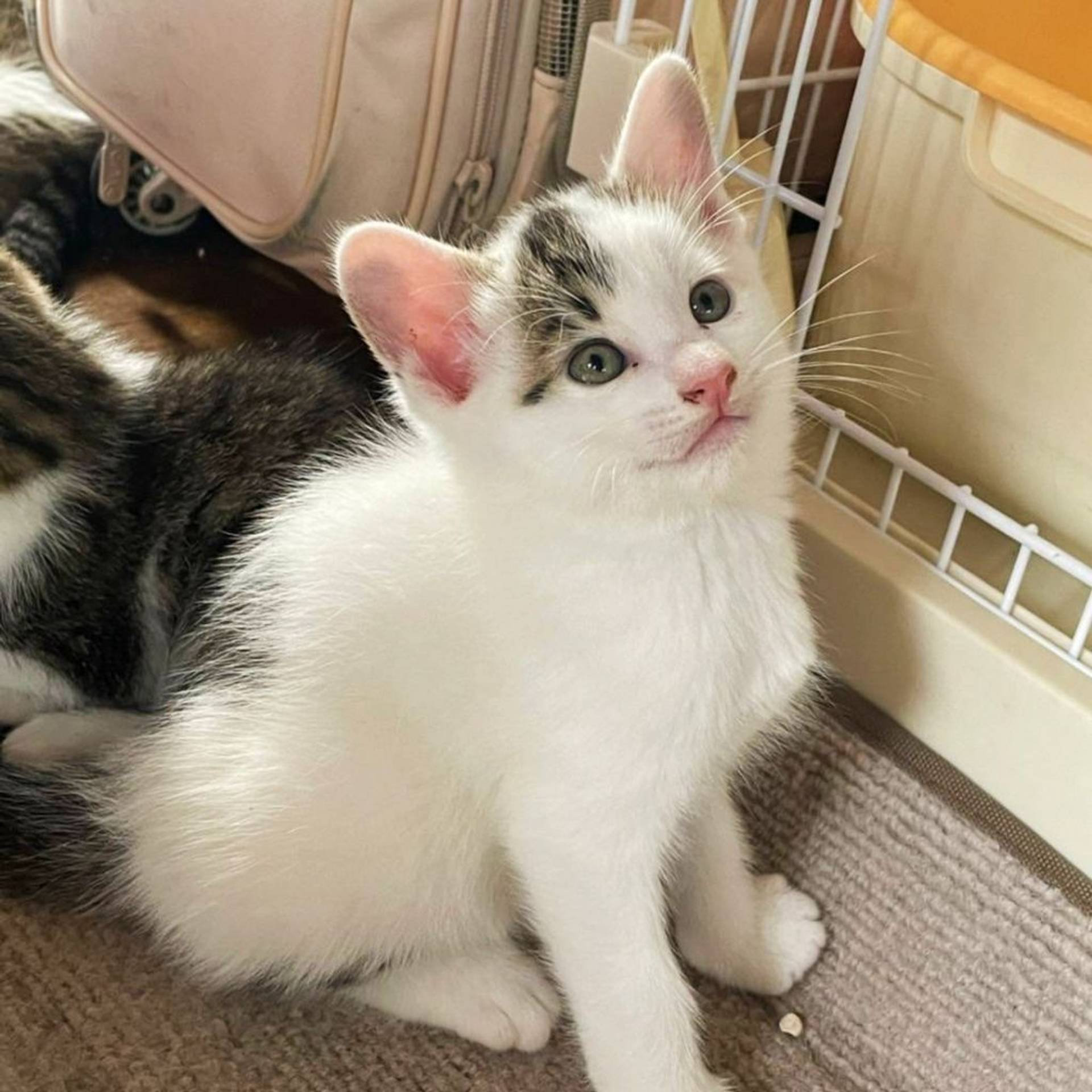 雑種（ミックス猫）・オスの里親募集の写真