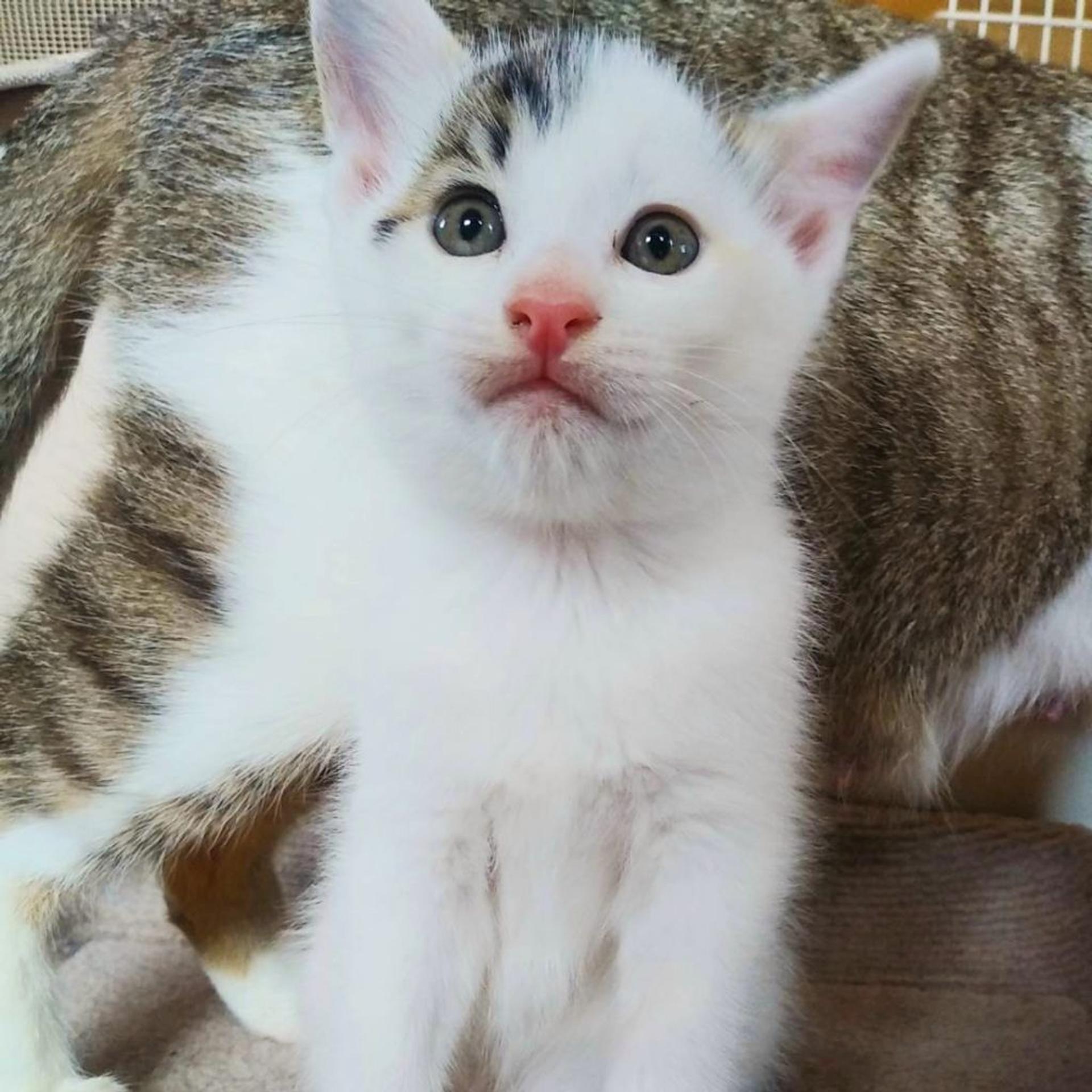 pet-image-2