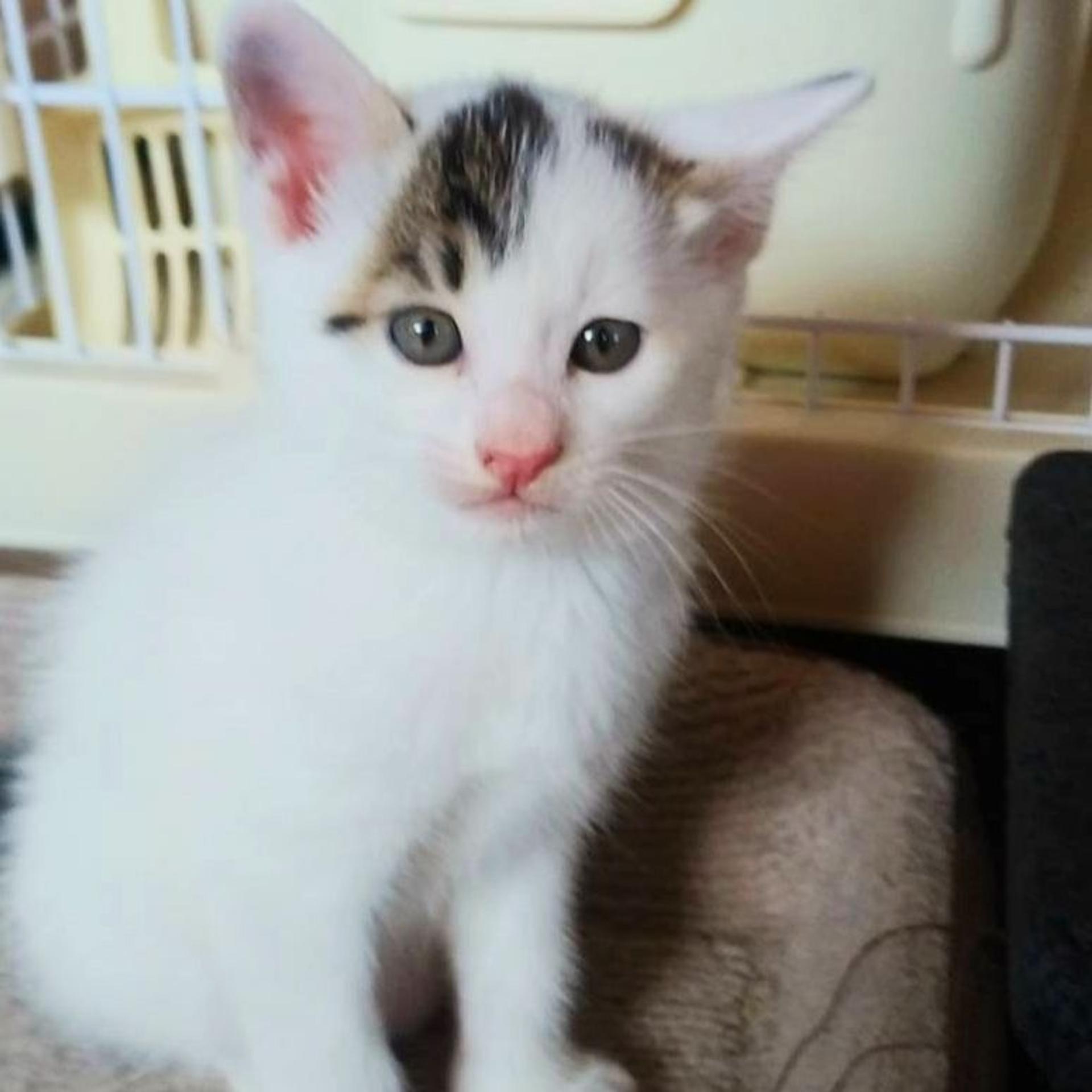 pet-image-4