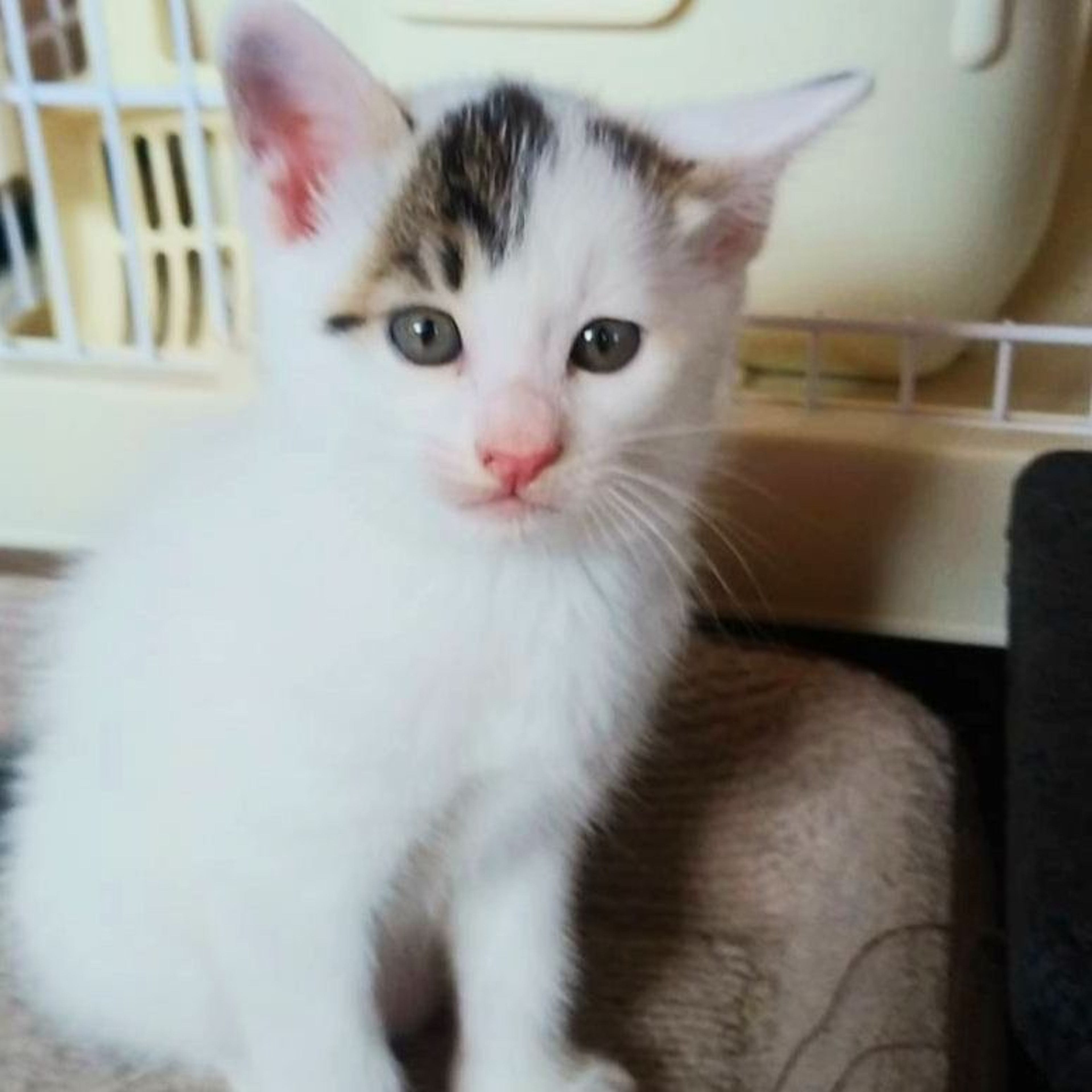 pet-image-4