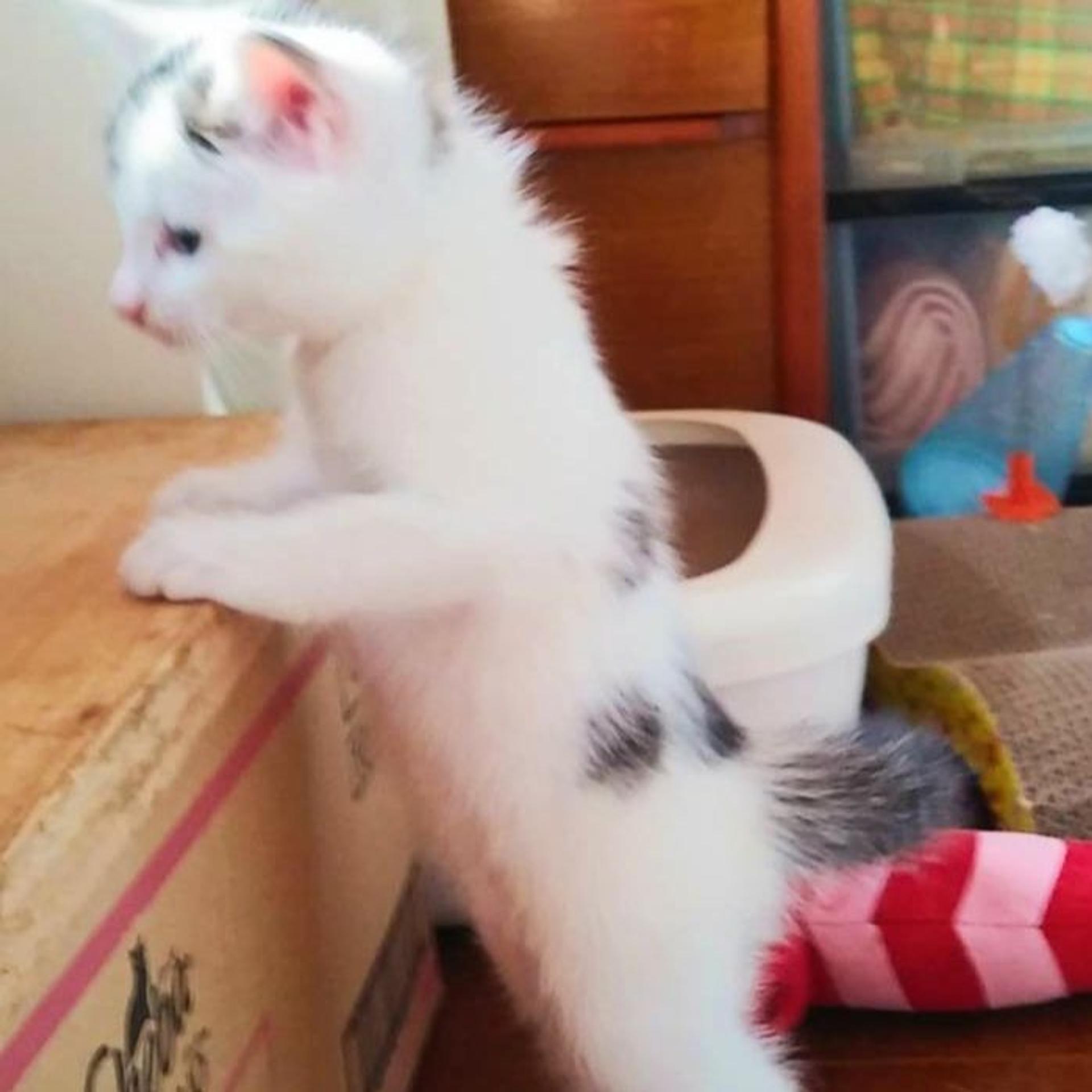 pet-image-5