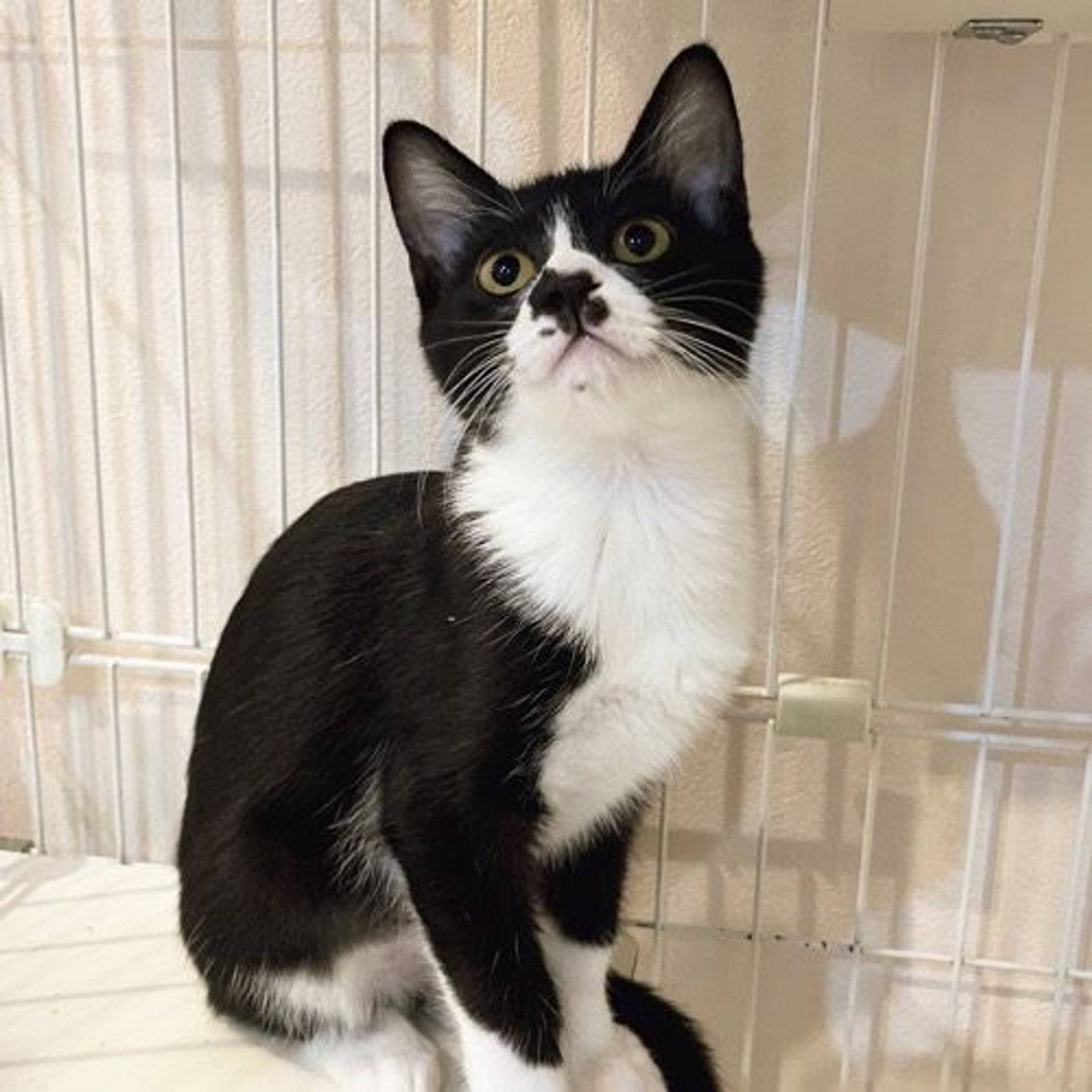 雑種（ミックス猫）・メスの里親募集の写真