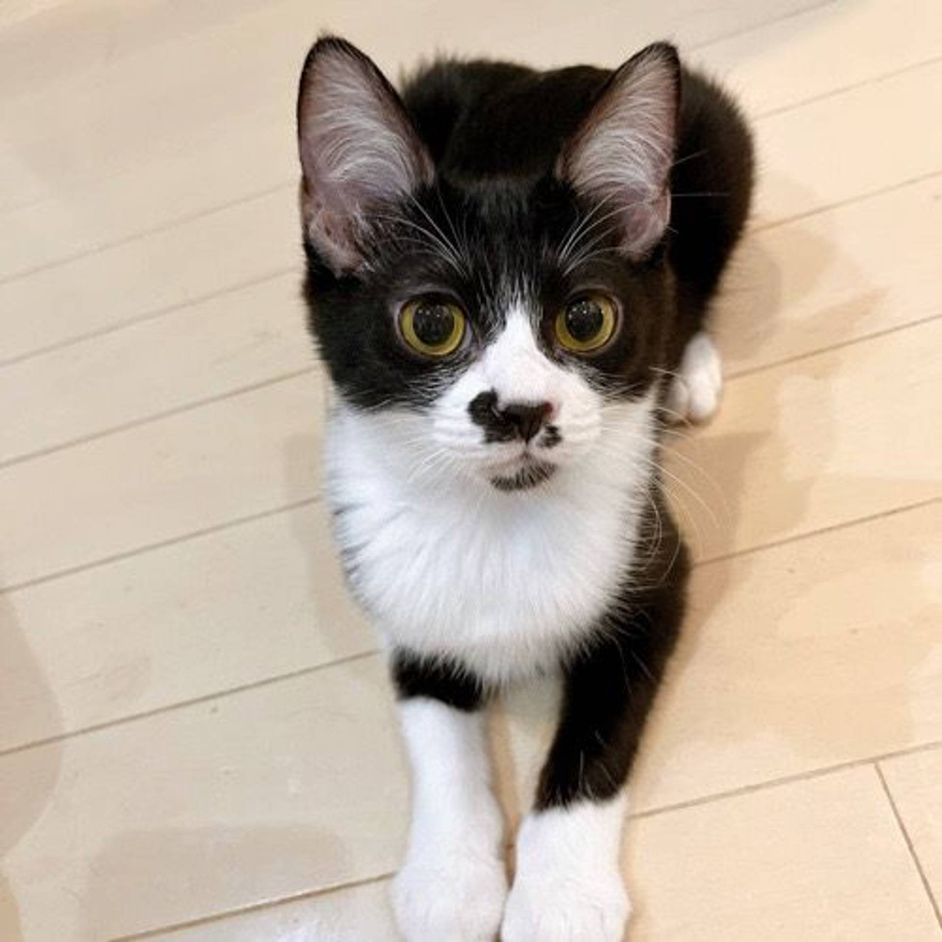 雑種（ミックス猫）・オスの里親募集の写真