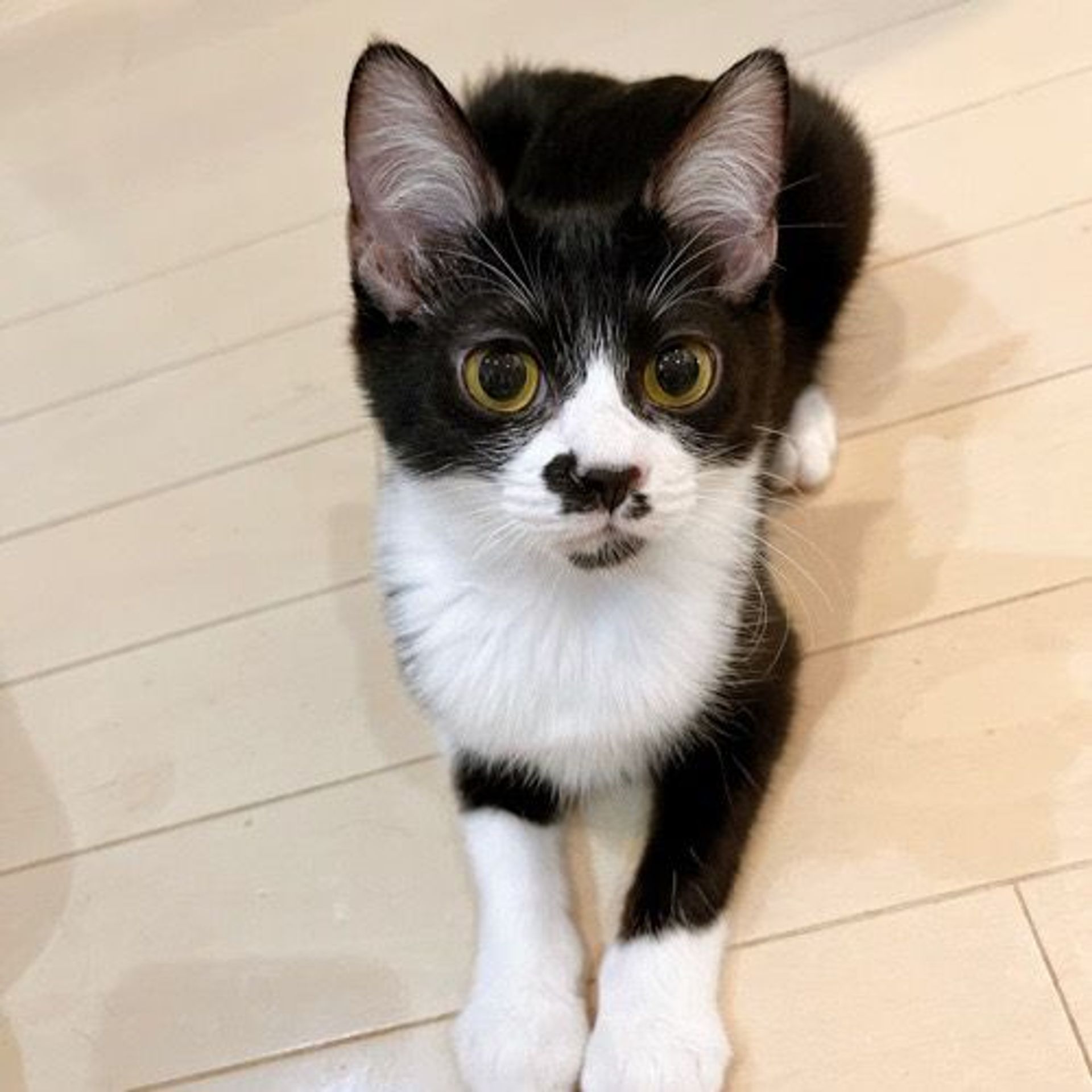 雑種（ミックス猫）・オスの里親募集の写真